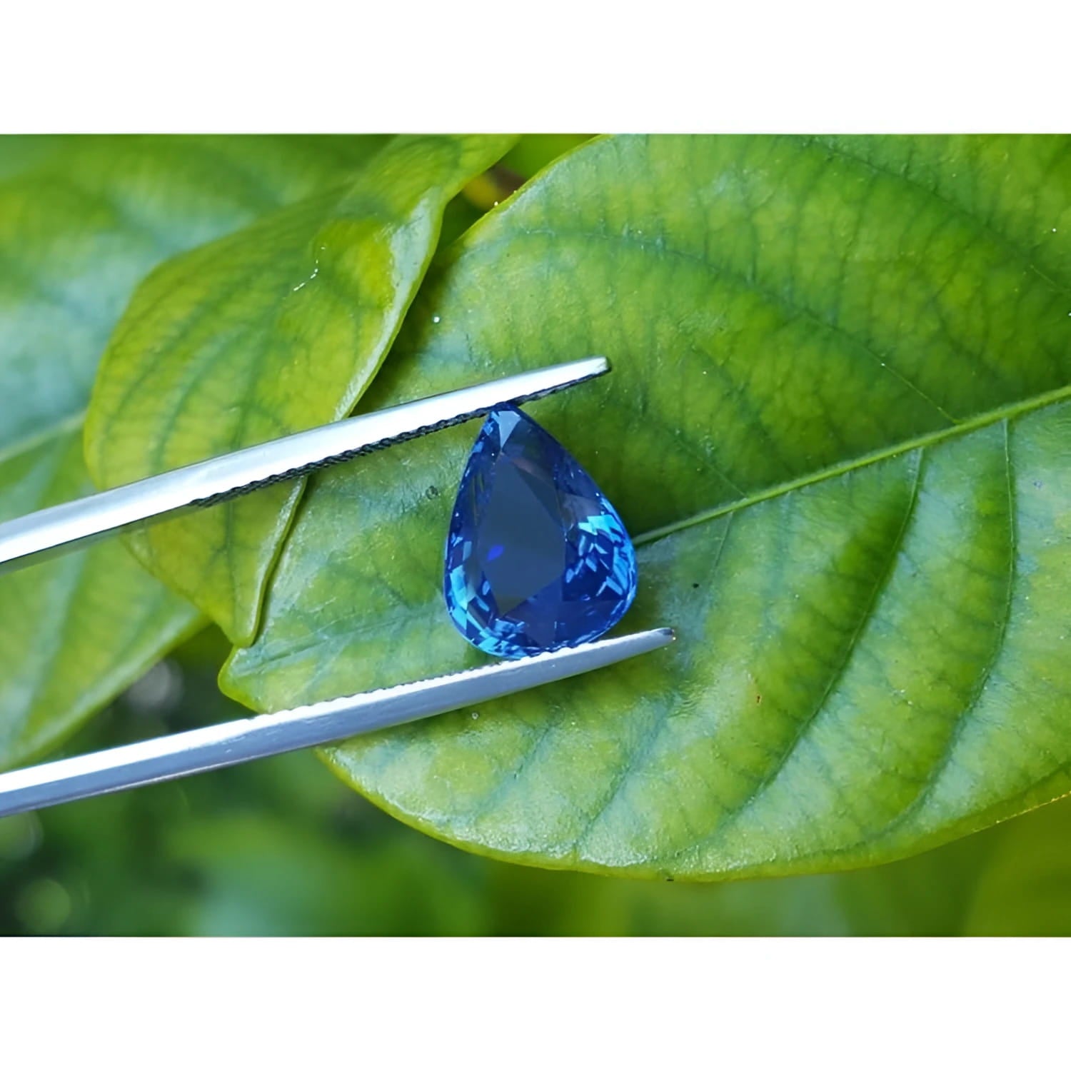 3.67 ct. deep blue pear-cut natural sapphire held by tweezers against green leaves.