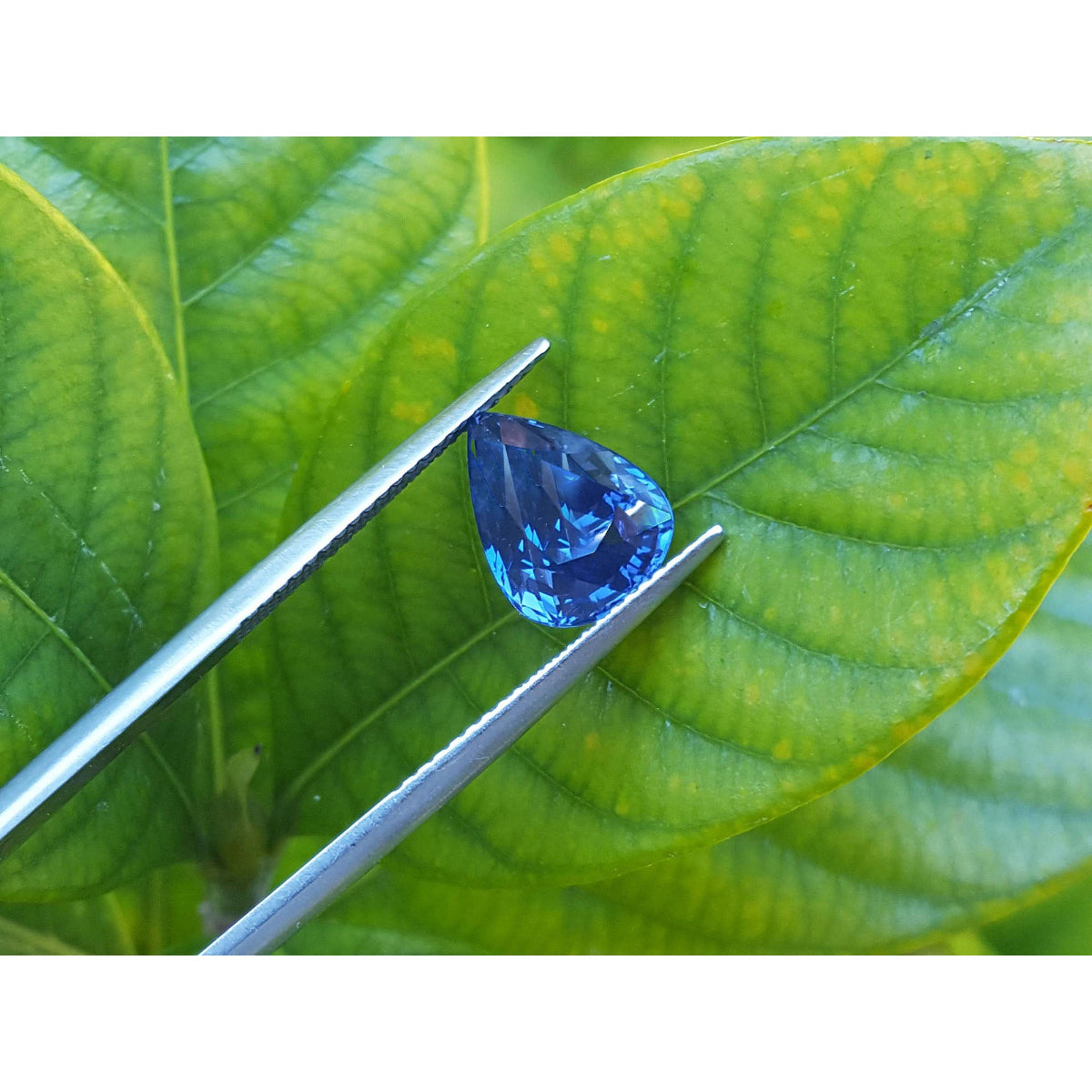 3.67 ct. Loose natural blue sapphire pear cut, held by tweezers on a green leaf background