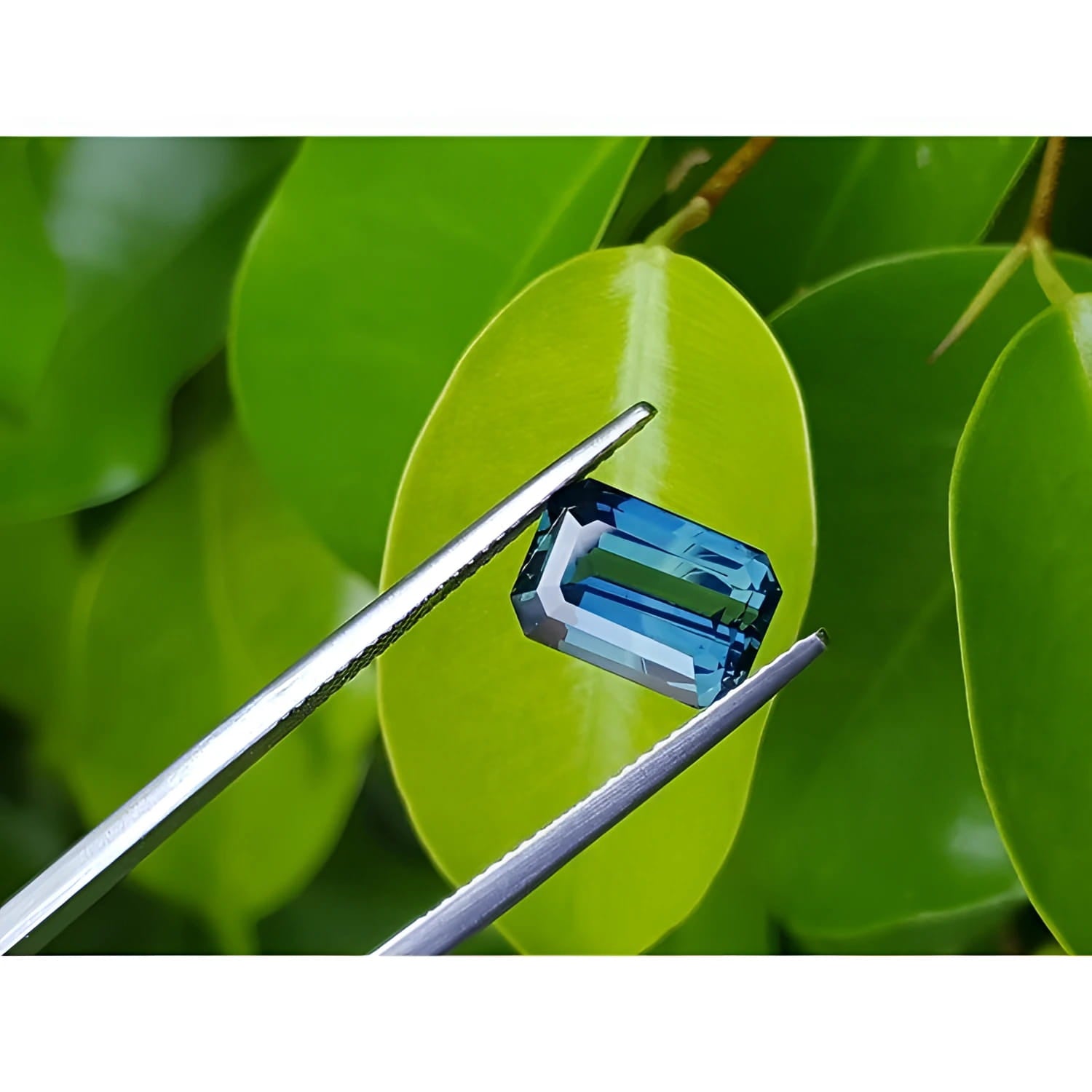 5.05 ct GIA certified deep blue-green emerald cut sapphire held by tweezers against green leaves.