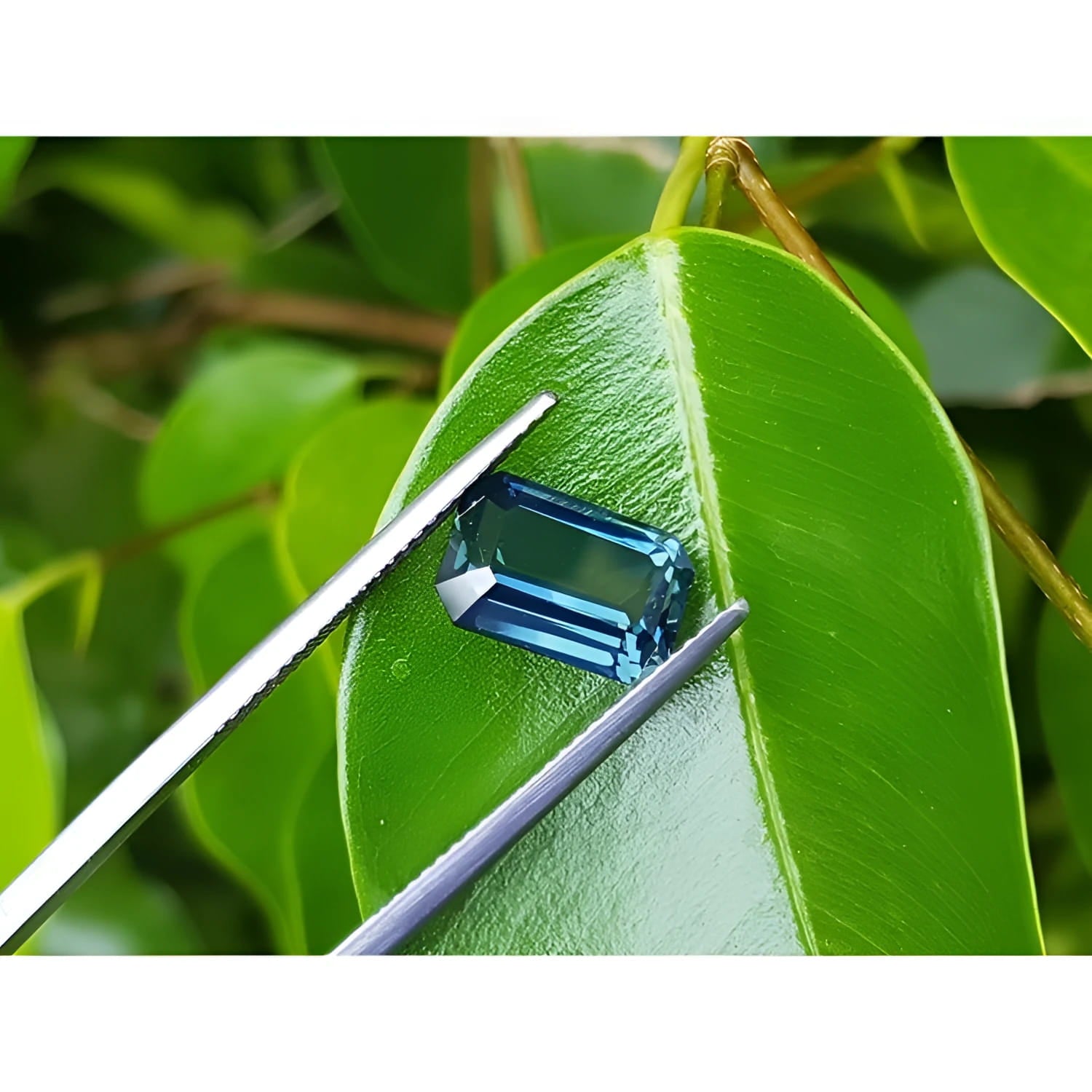 Deep blue-green emerald cut sapphire held by tweezers on a green leaf.