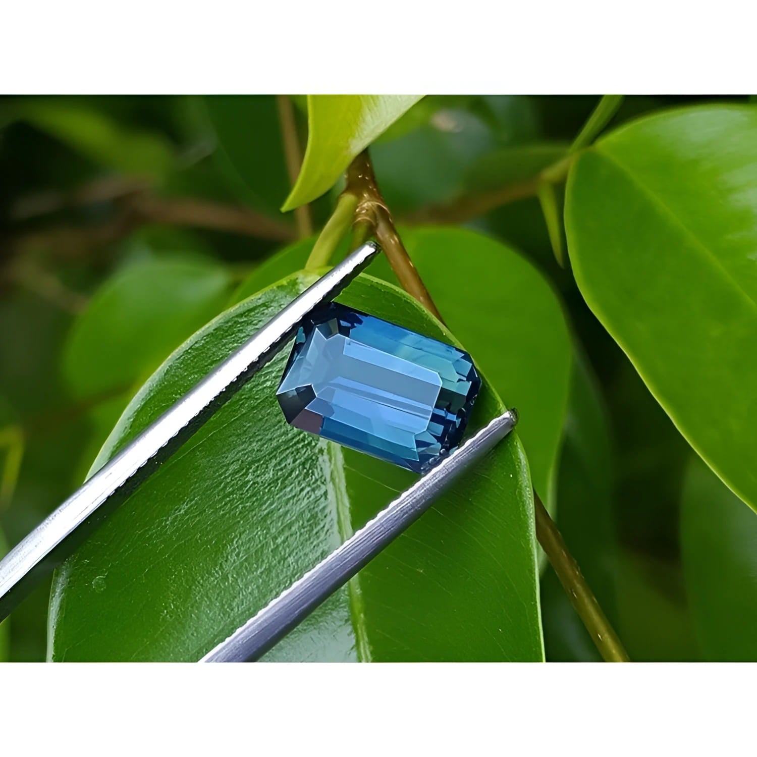 Deep blue-green emerald cut sapphire held by tweezers against green leaves.