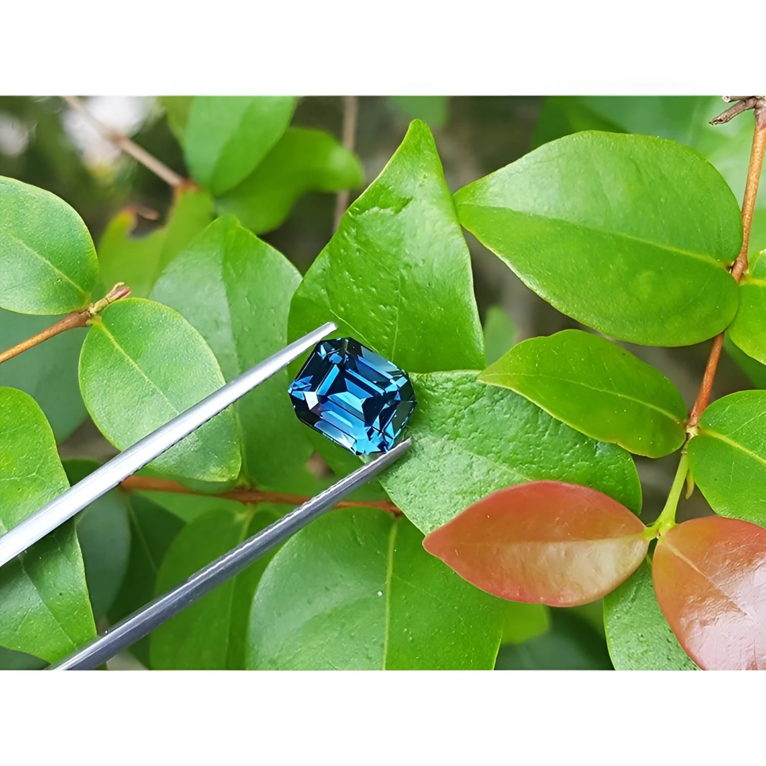 4.52 ct untreated deep blue-green emerald cut sapphire held by tweezers against green leaves.