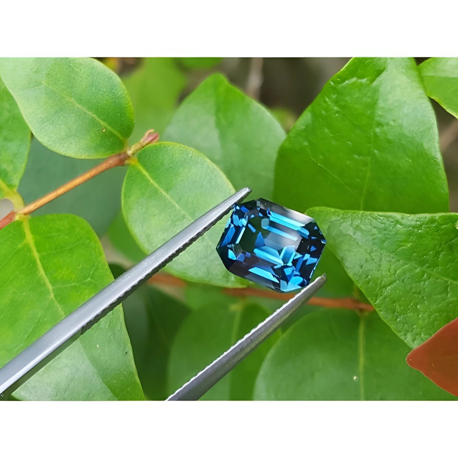 4.52 ct untreated deep blue-green sapphire, emerald cut, held by tweezers against green leaves.