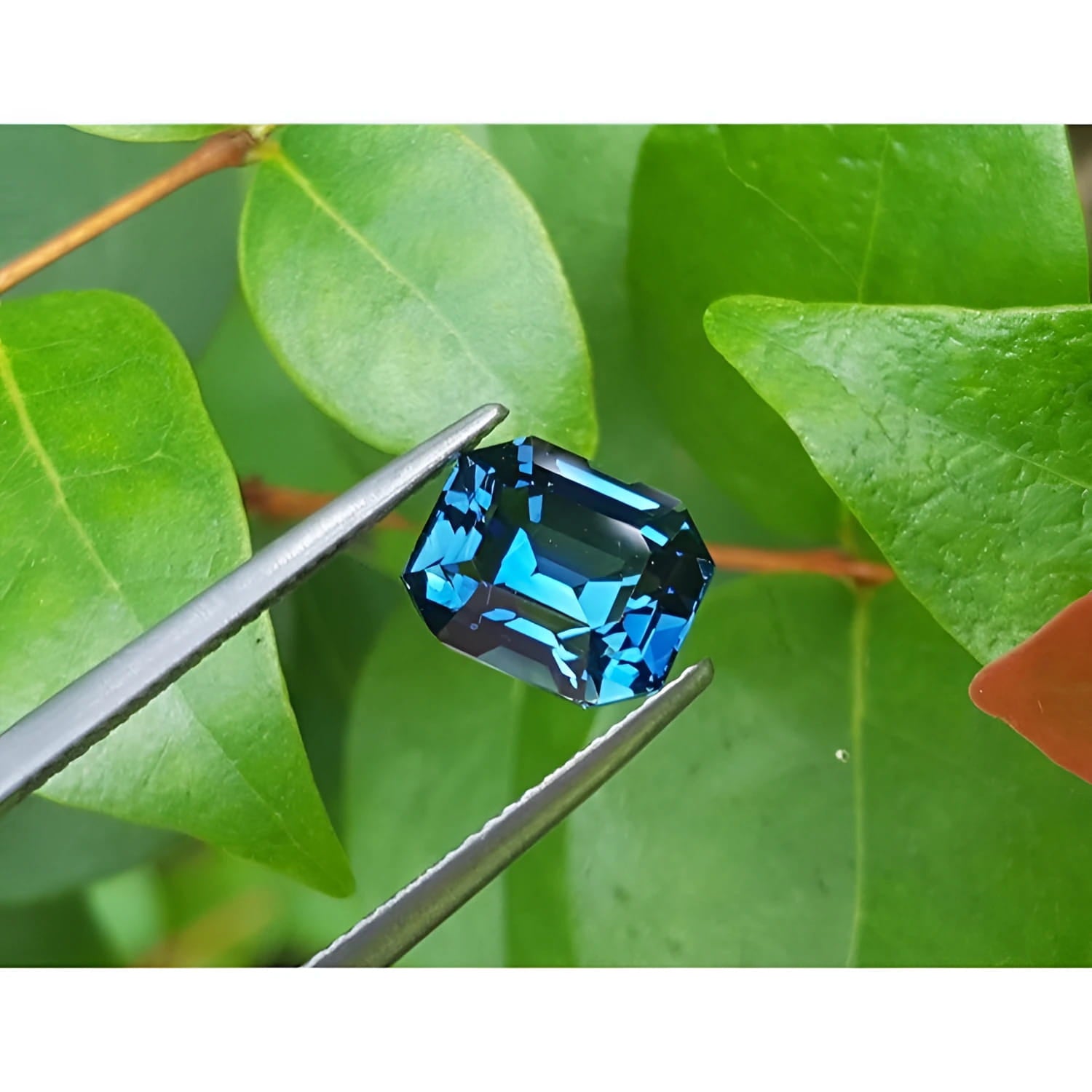 4.52 ct untreated deep blue-green emerald cut natural sapphire held by tweezers against green leaves.