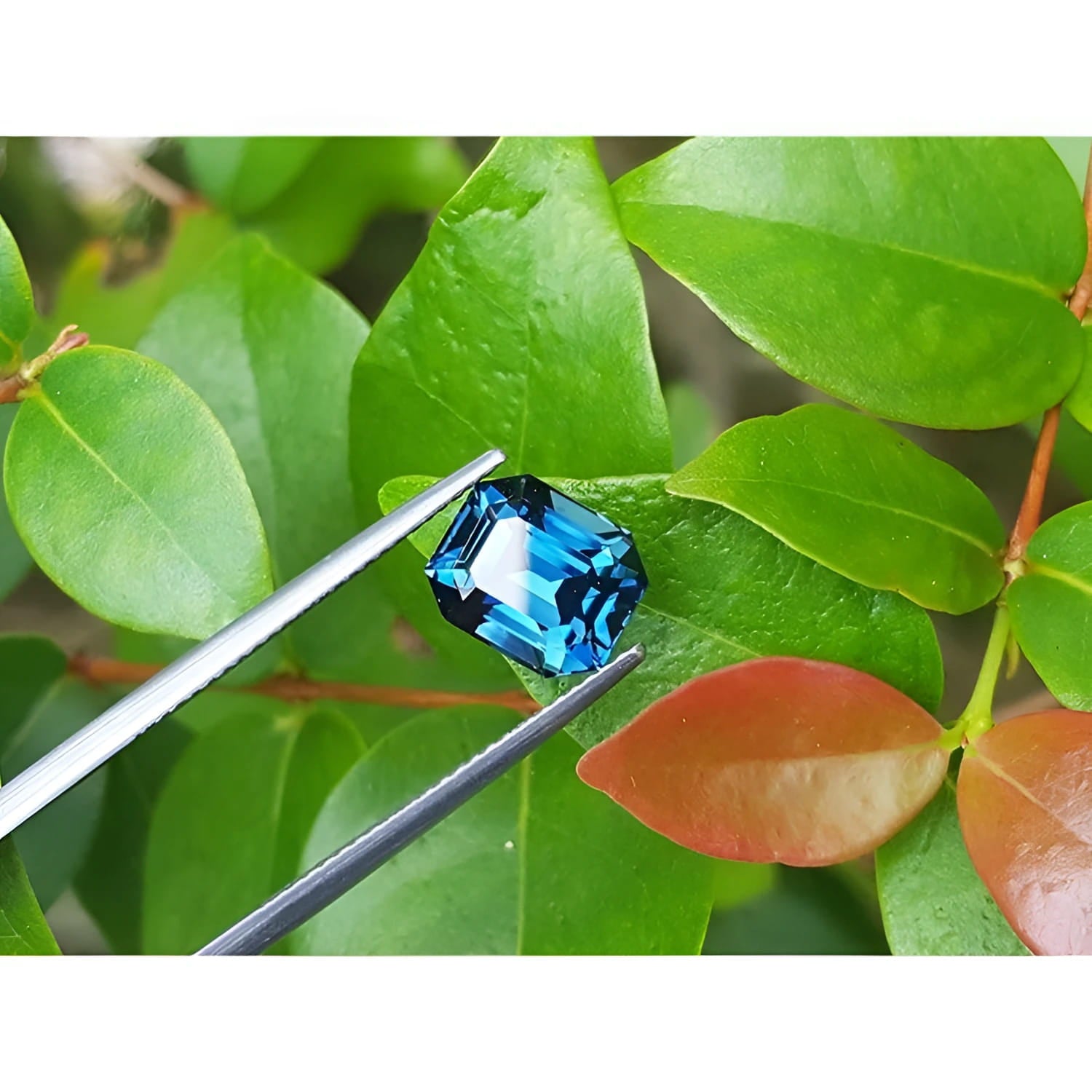 4.52 ct. untreated deep blue-green emerald cut sapphire held by tweezers against green leaves.