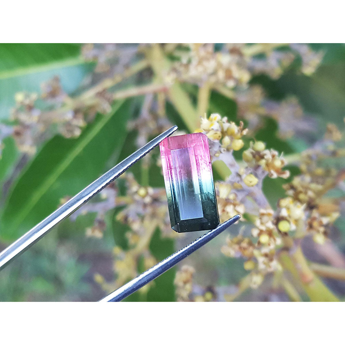Colorful gemstone held by tweezers against a natural background