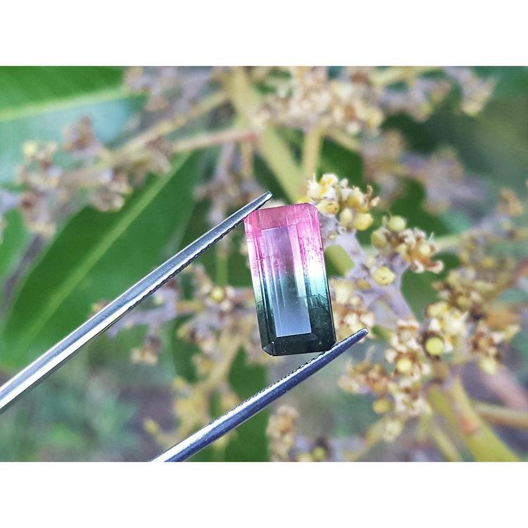 Emerald cut 6.11 ct natural loose watermelon tourmaline, bluish-green to red-orange, held by tweezers.