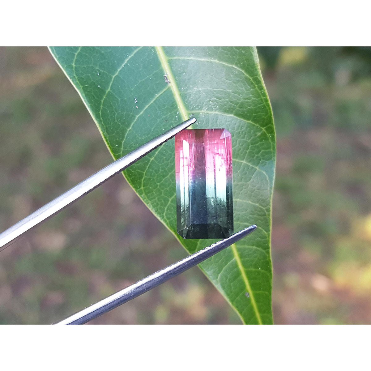 This brazilian watermelon tourmaline is being held on a leaf with tweezers.