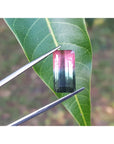 This brazilian watermelon tourmaline is being held on a leaf with tweezers.