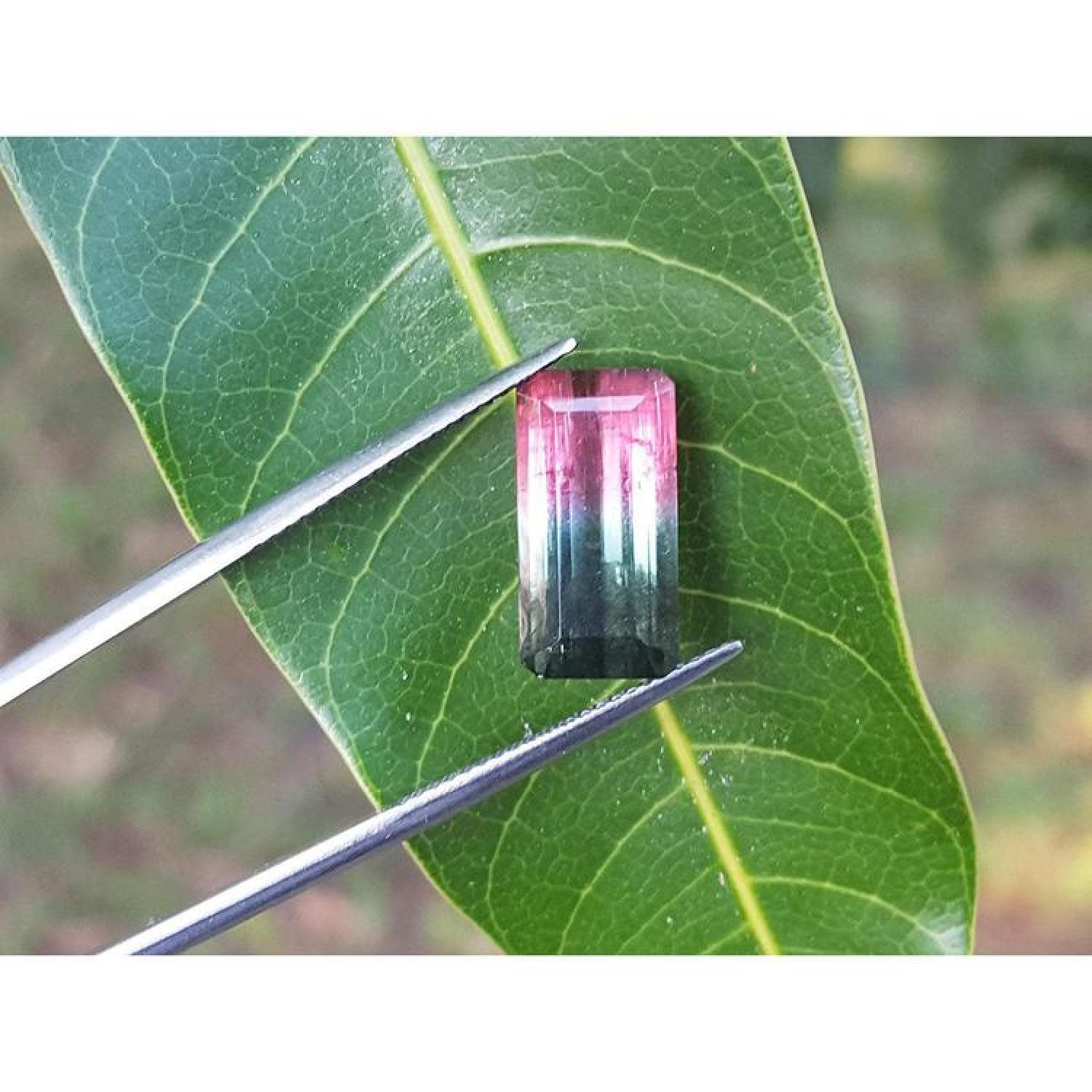 Emerald cut 6.11 ct natural loose watermelon tourmaline with bluish-green and red-orange colors on a leaf.