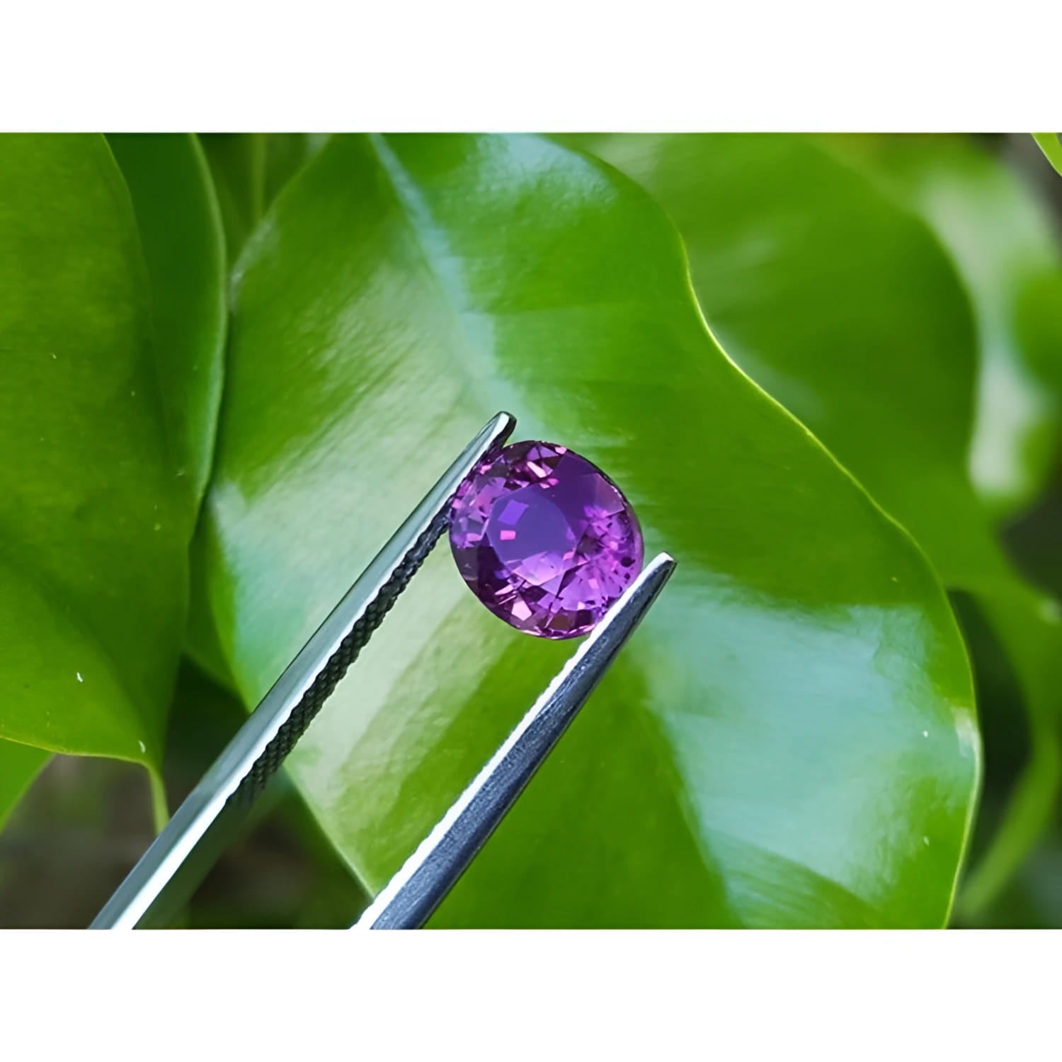 2.59 ct natural pink sapphire, intense vivid oval cut, held by tweezers against green leaves.