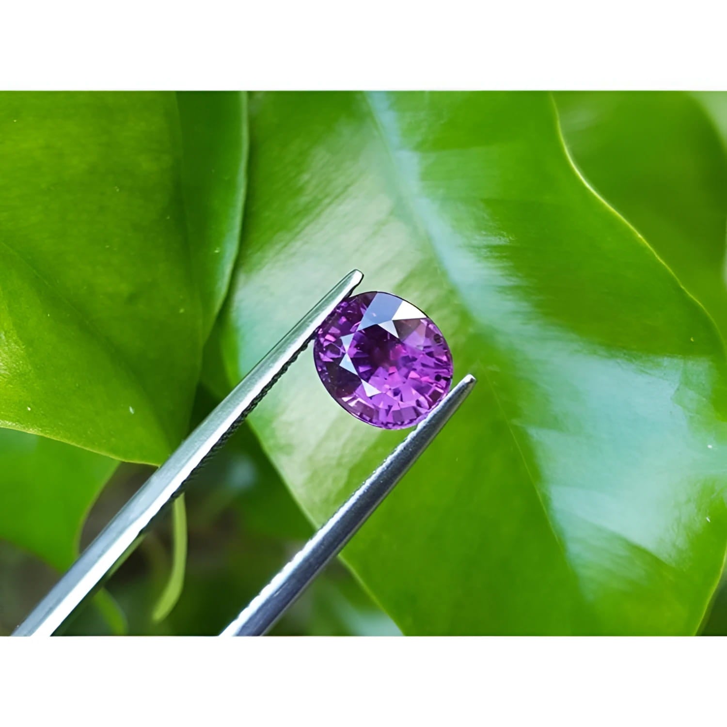 2.59 ct. natural intense vivid pink sapphire, oval cut, held by tweezers against green leaves.