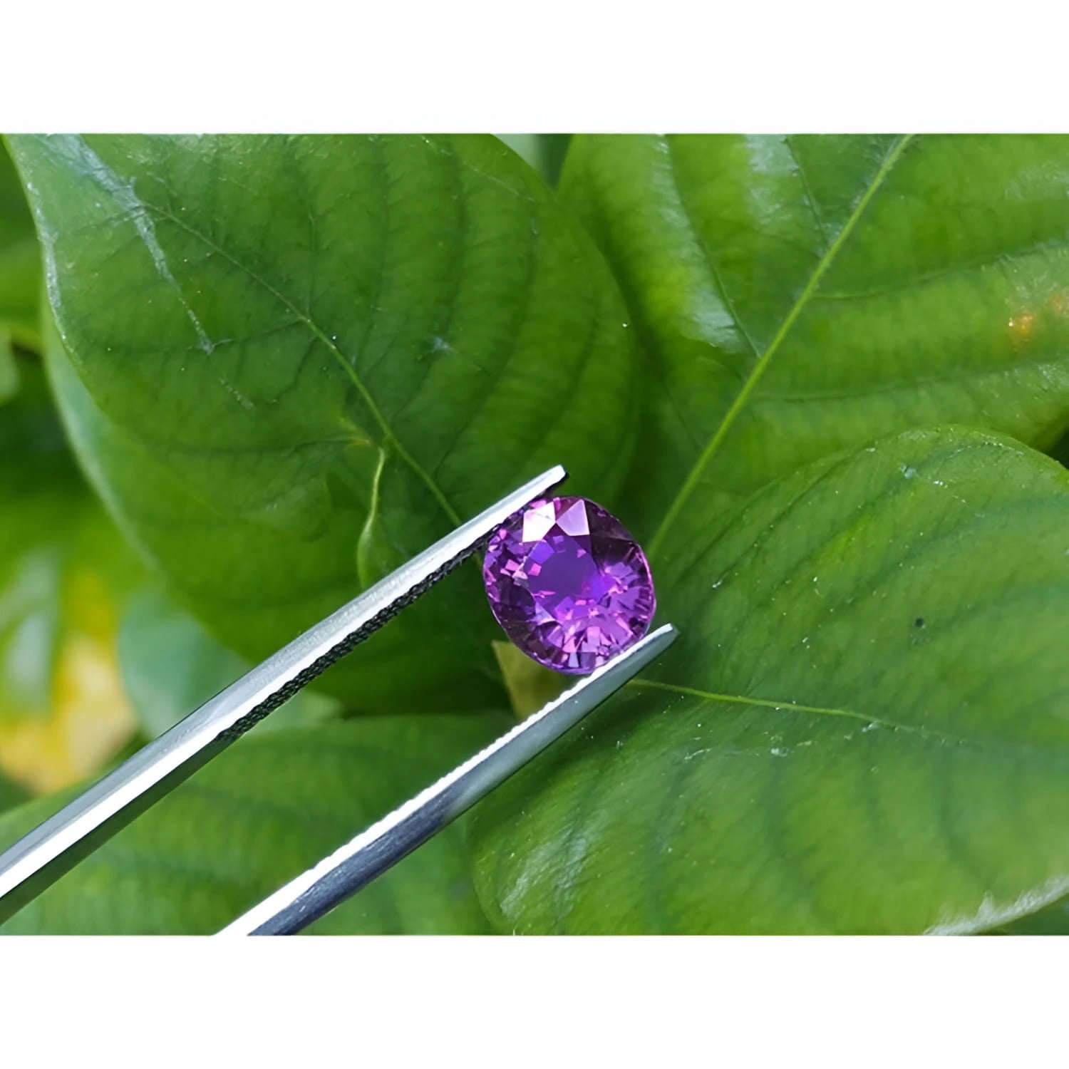 2.59 ct natural intense vivid pink sapphire, oval cut, held by tweezers against green leaves.