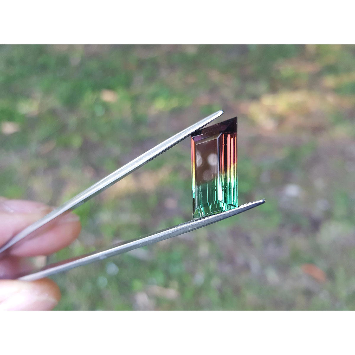 A natural watermelon tourmaline held by tweezers with a blurred natural background.