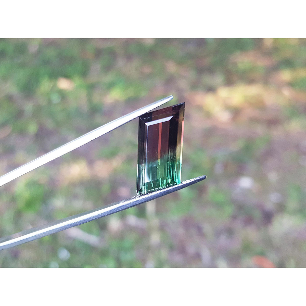 A natural tourmaline held by tweezers with a blurred natural background.