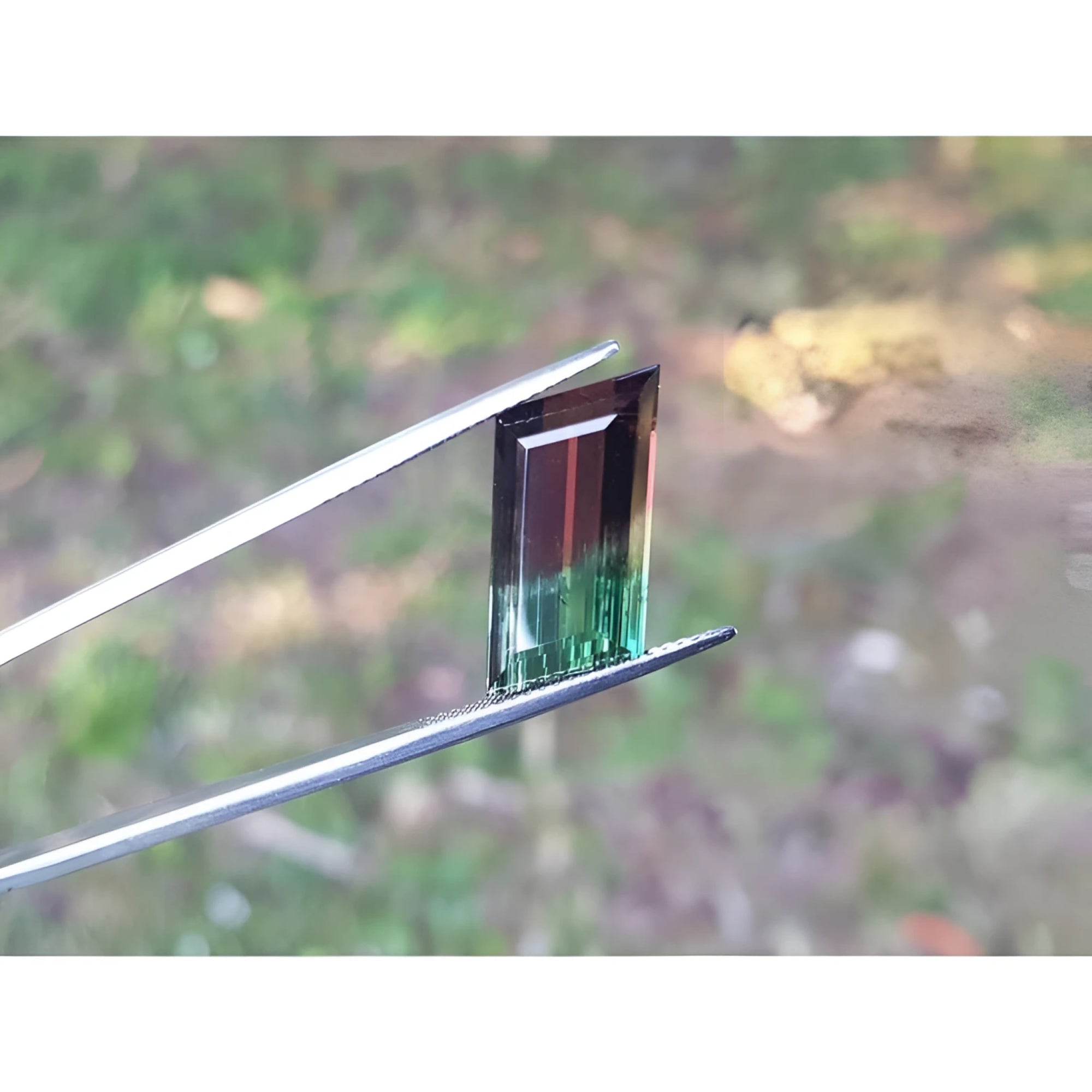 Fancy cut 8.30 ct Brazilian Watermelon Tourmaline, red-orange to bluish-green, held by tweezers.