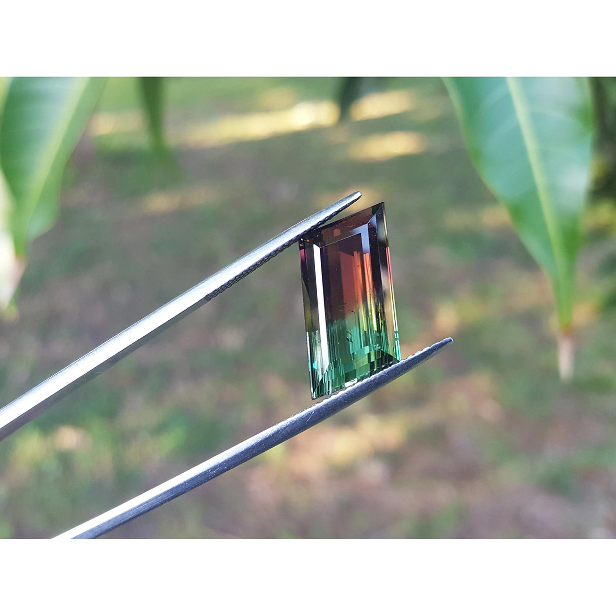A watermelon tourmaline held between tweezers with a blurred green leafy background.