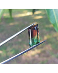 A watermelon tourmaline held between tweezers with a blurred green leafy background.