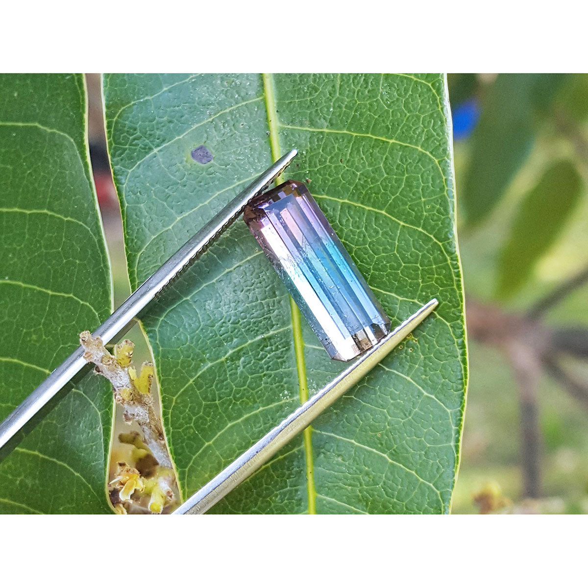 A rectangular bicolor tourmaline held by tweezers on a green leaf.