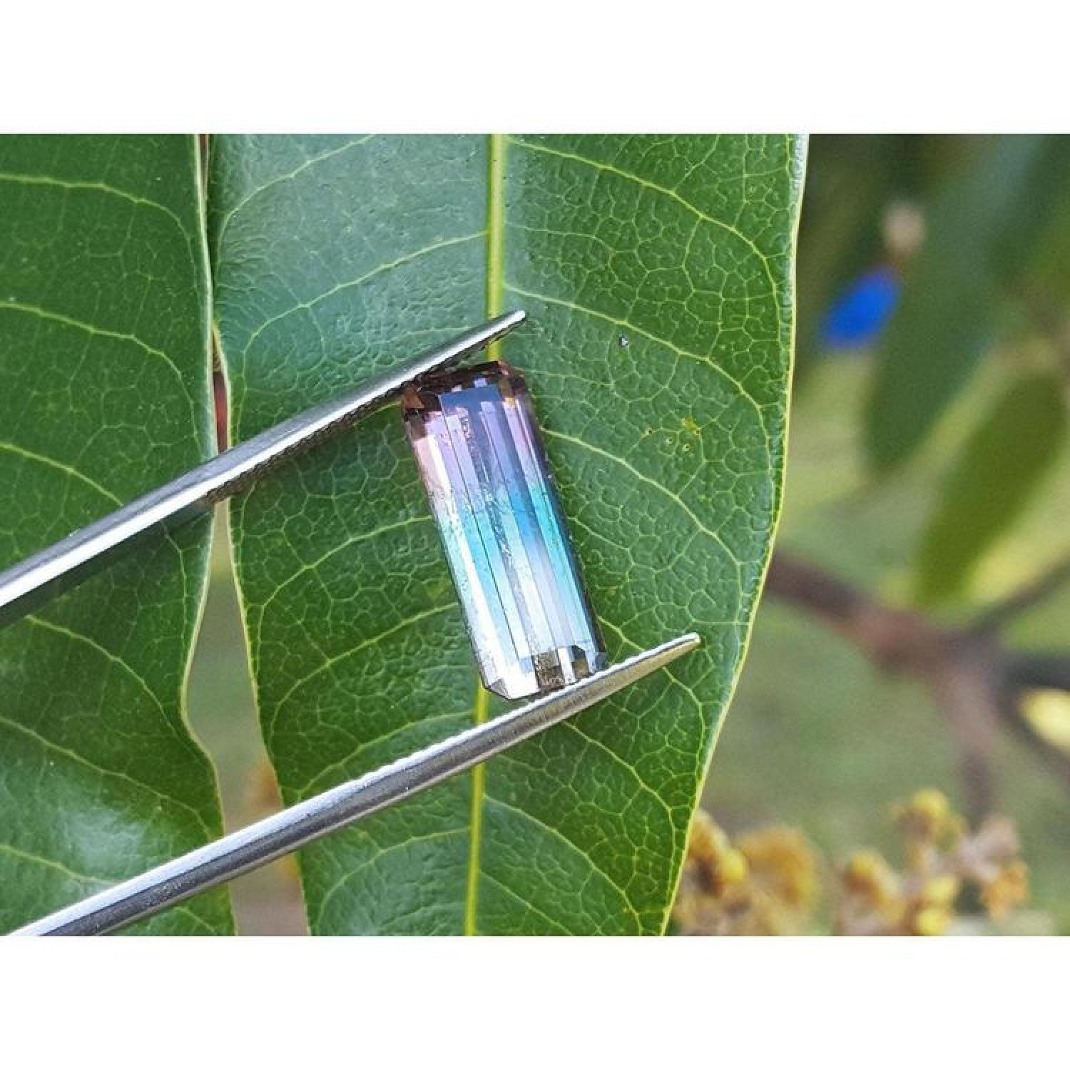 Rectangular bicolor watermelon tourmaline, pink, green, and soft pink, held by tweezers over a leaf.