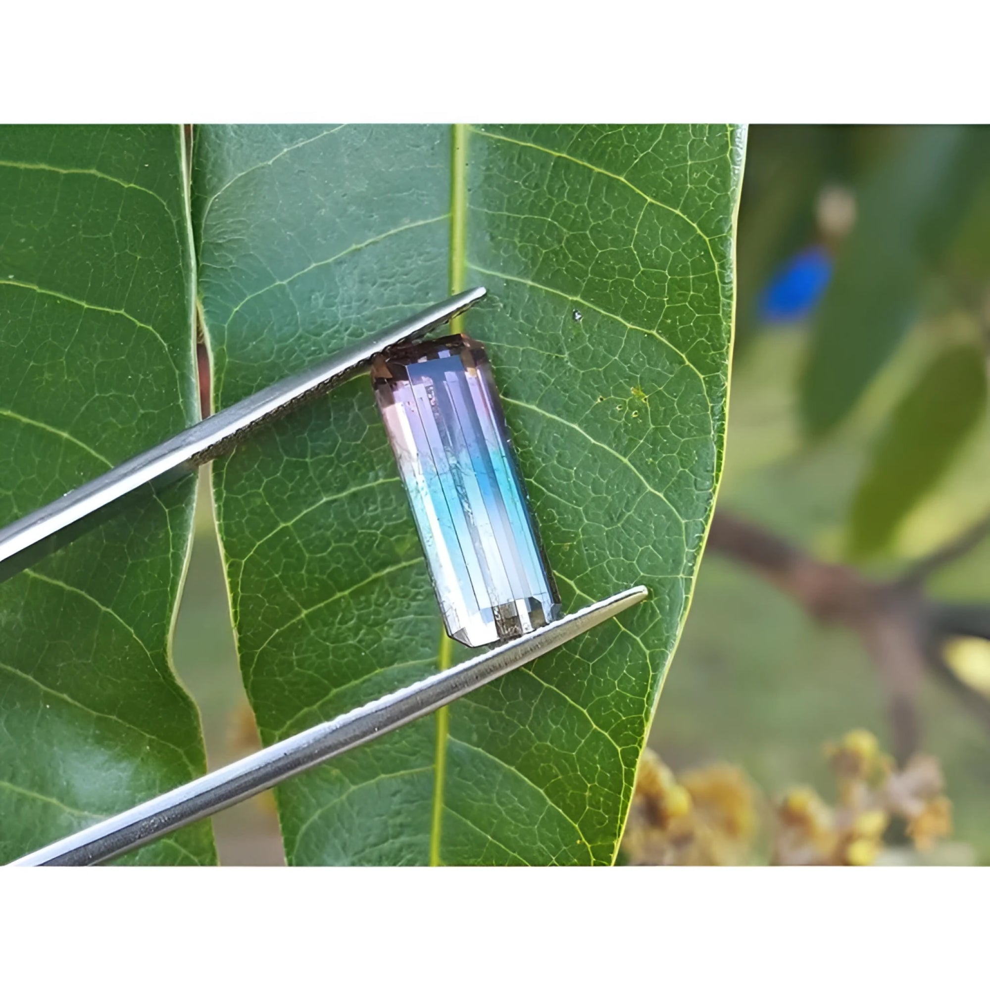 Rectangular bicolor watermelon tourmaline, pink, green, and soft pink, held by tweezers over a leaf.
