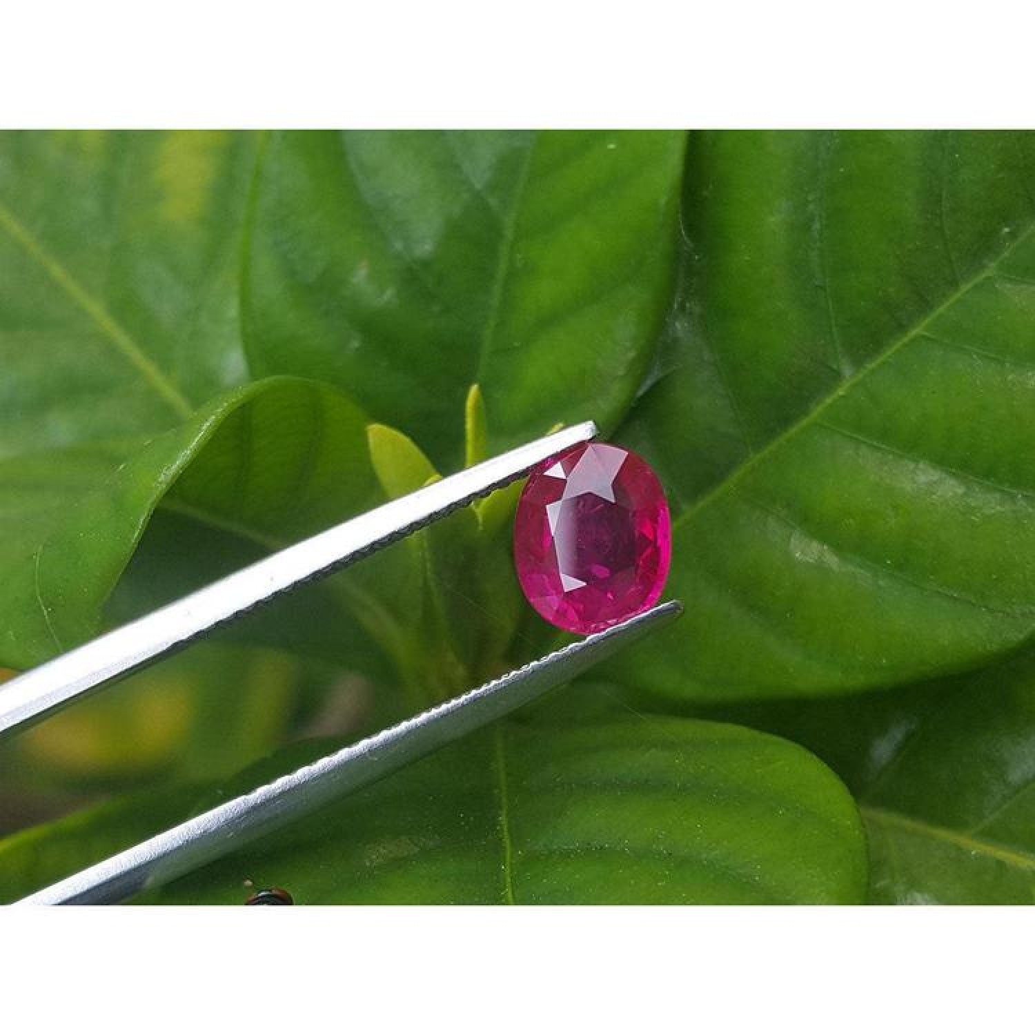 1.59 carat GRS certified Burma oval cut ruby, medium deep red, held by tweezers against green leaves.