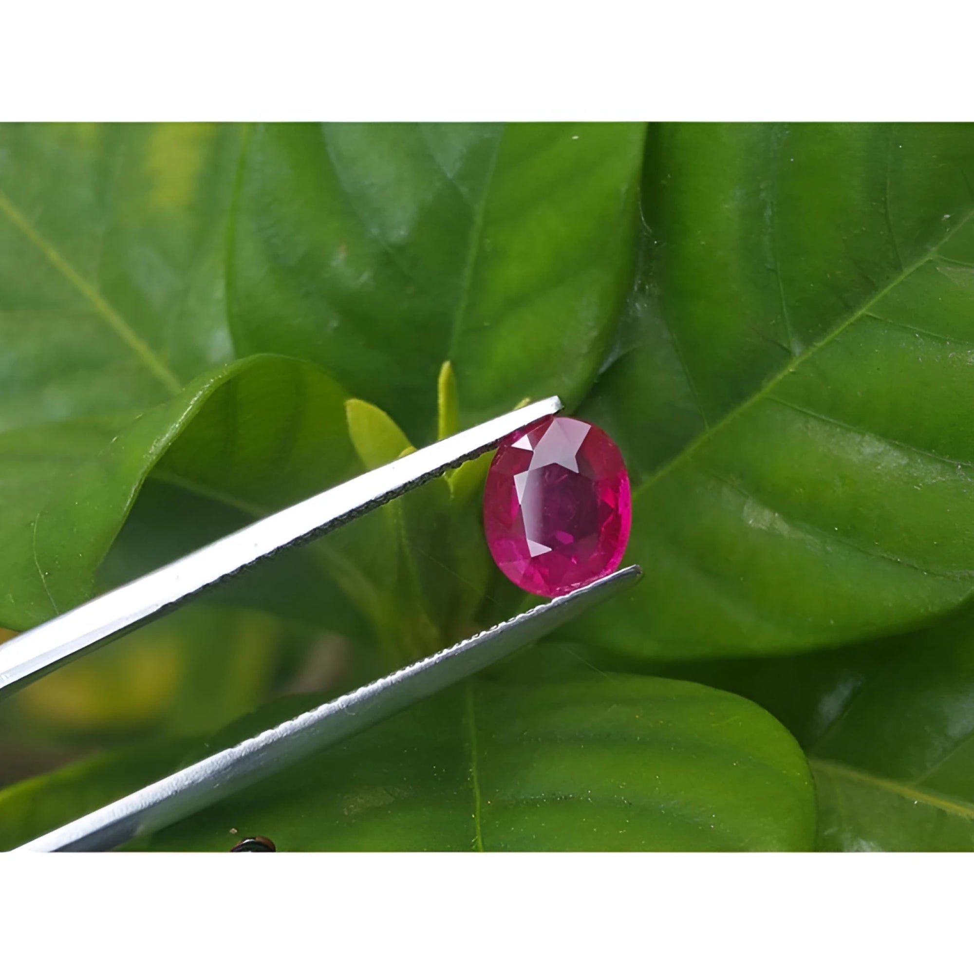 1.59 carat GRS certified Burma oval cut ruby, medium deep red, held by tweezers against green leaves.