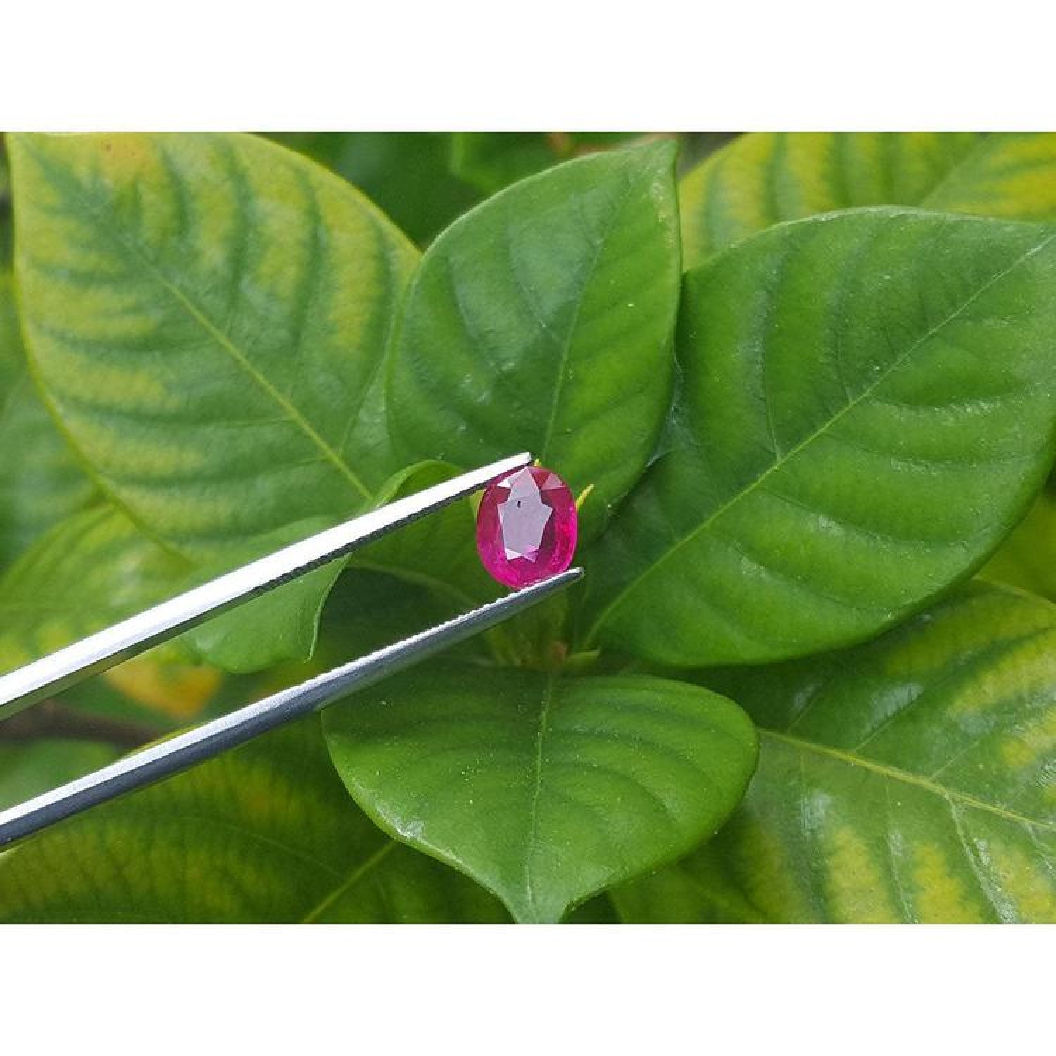 1.59 carat natural Burma ruby, oval cut, medium deep red, held by tweezers over green leaves.