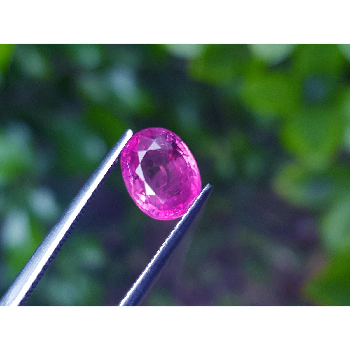Oval cut loose natural ruby Mozambique, table and crown visibles held by tweezers with a blurred green background