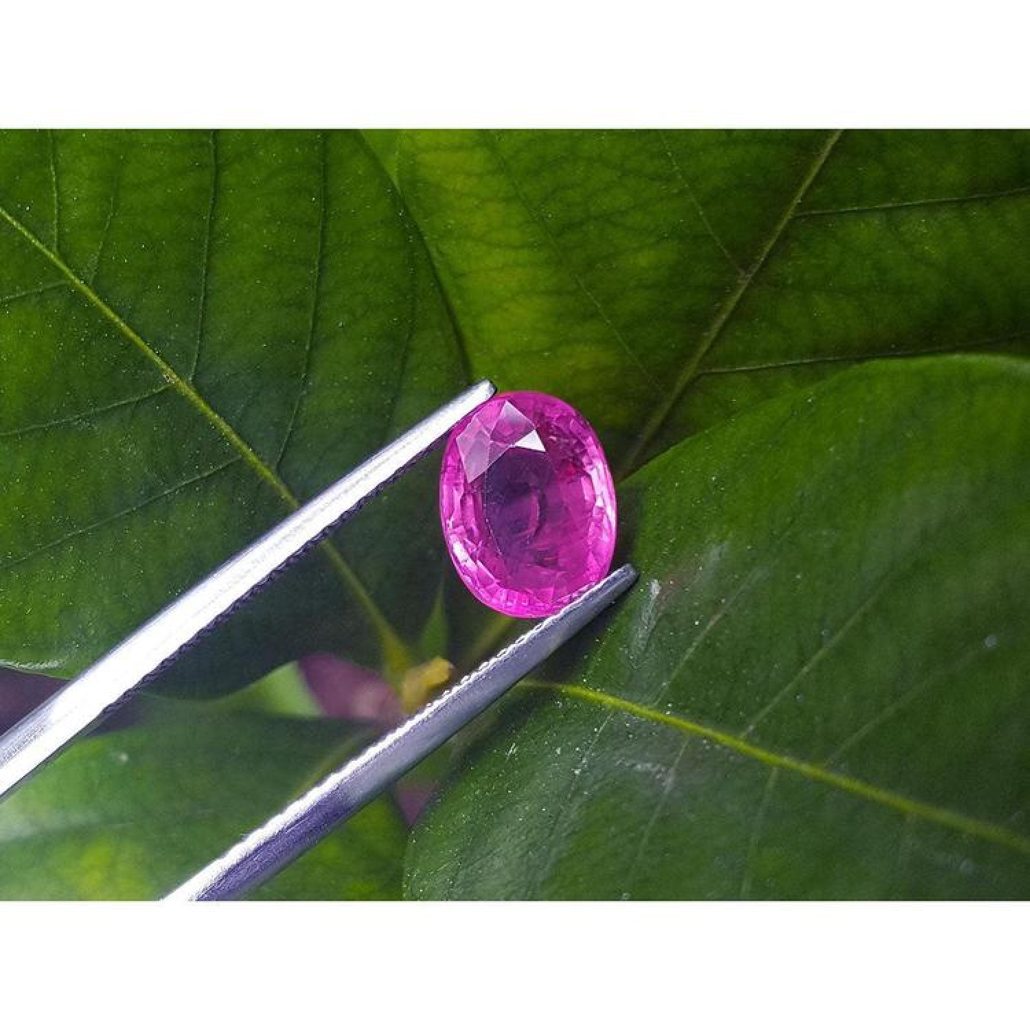 Sparkling 2.38 carat oval cut natural Mozambique ruby held by tweezers against green leaves.