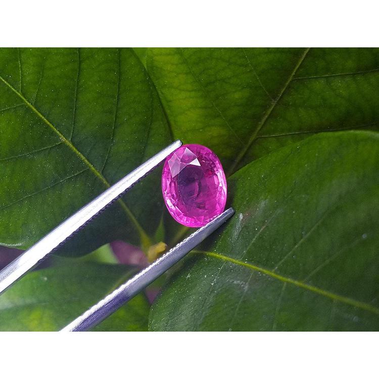 Sparkling 2.38 carat oval cut natural Mozambique ruby held by tweezers against green leaves.