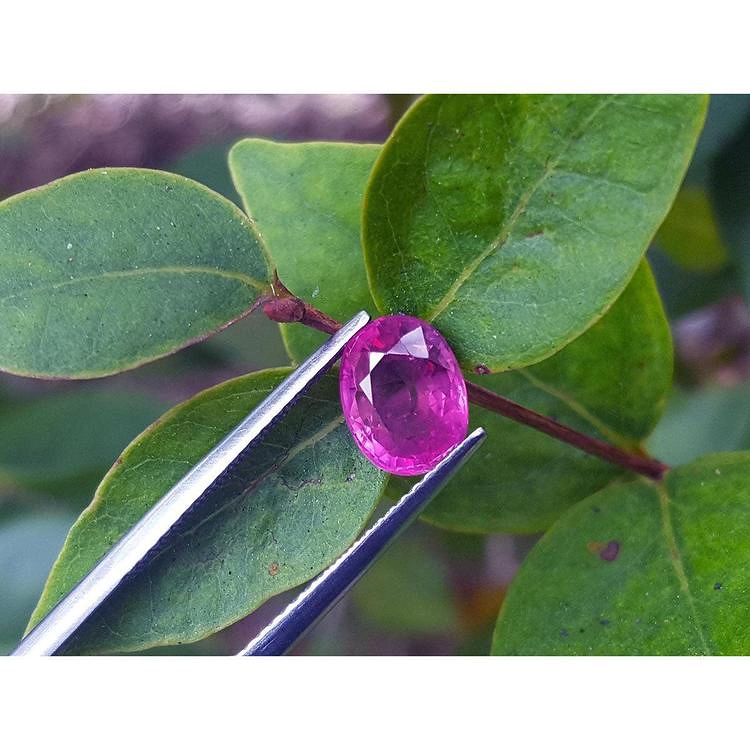 Sparkling 2.38 carat oval cut Mozambique ruby held by tweezers against green leaves.