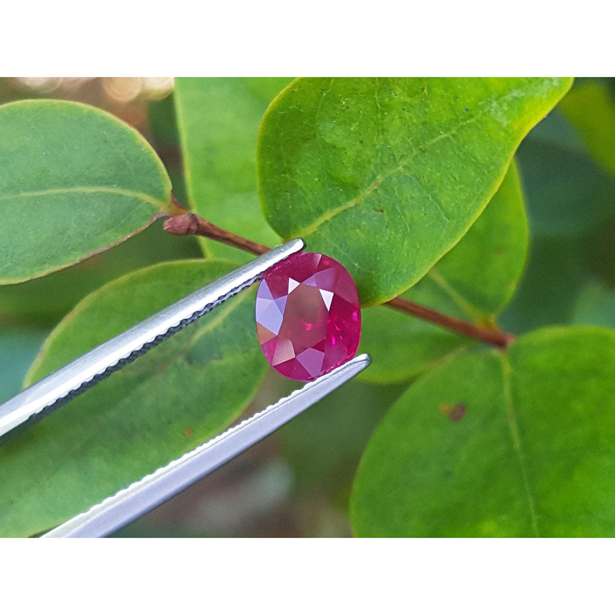 Oval-shaped natural ruby gemstone held by tweezers against a green leaves background