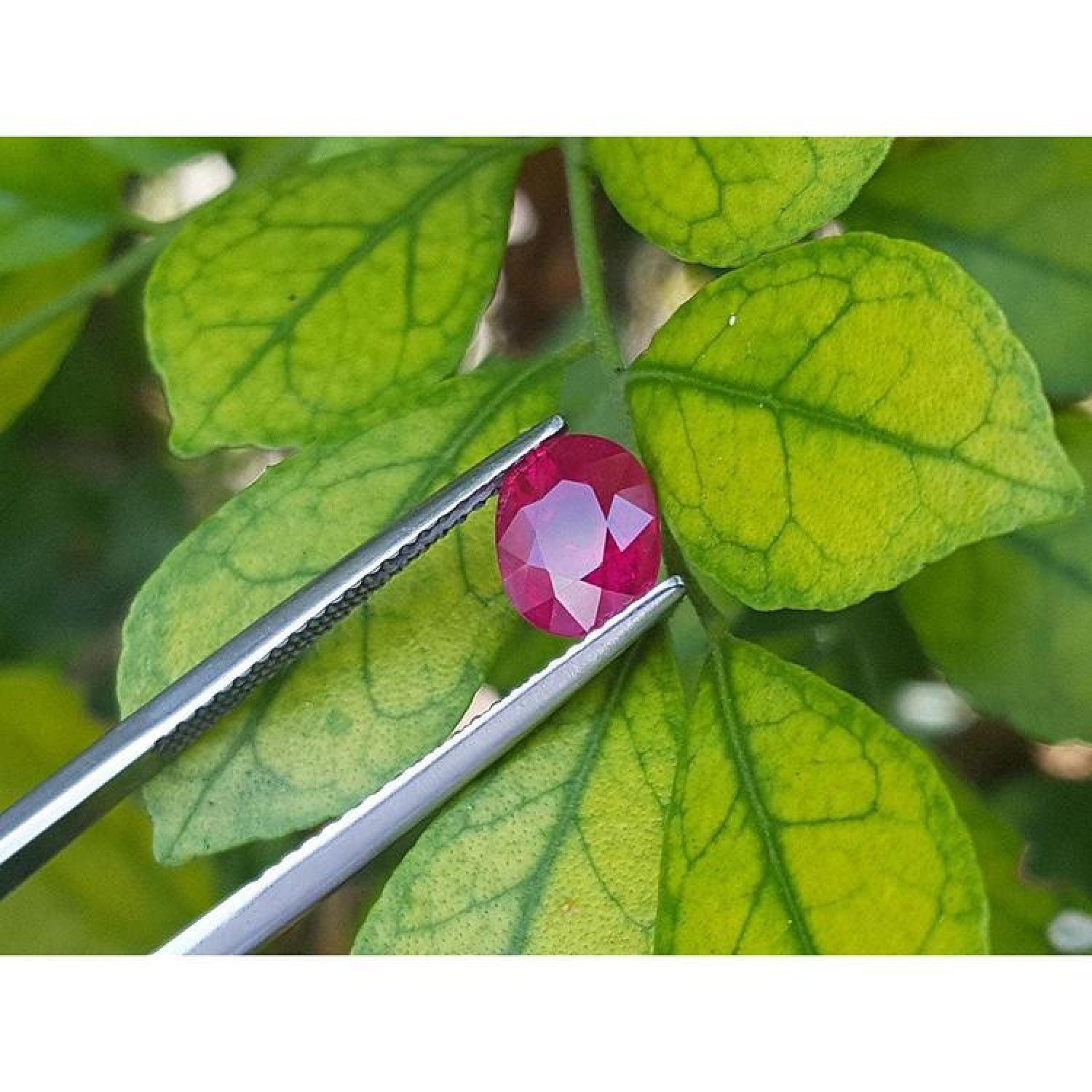 1.68 ct. oval-cut Burmese natural ruby, medium deep red, held by tweezers against green leaves.