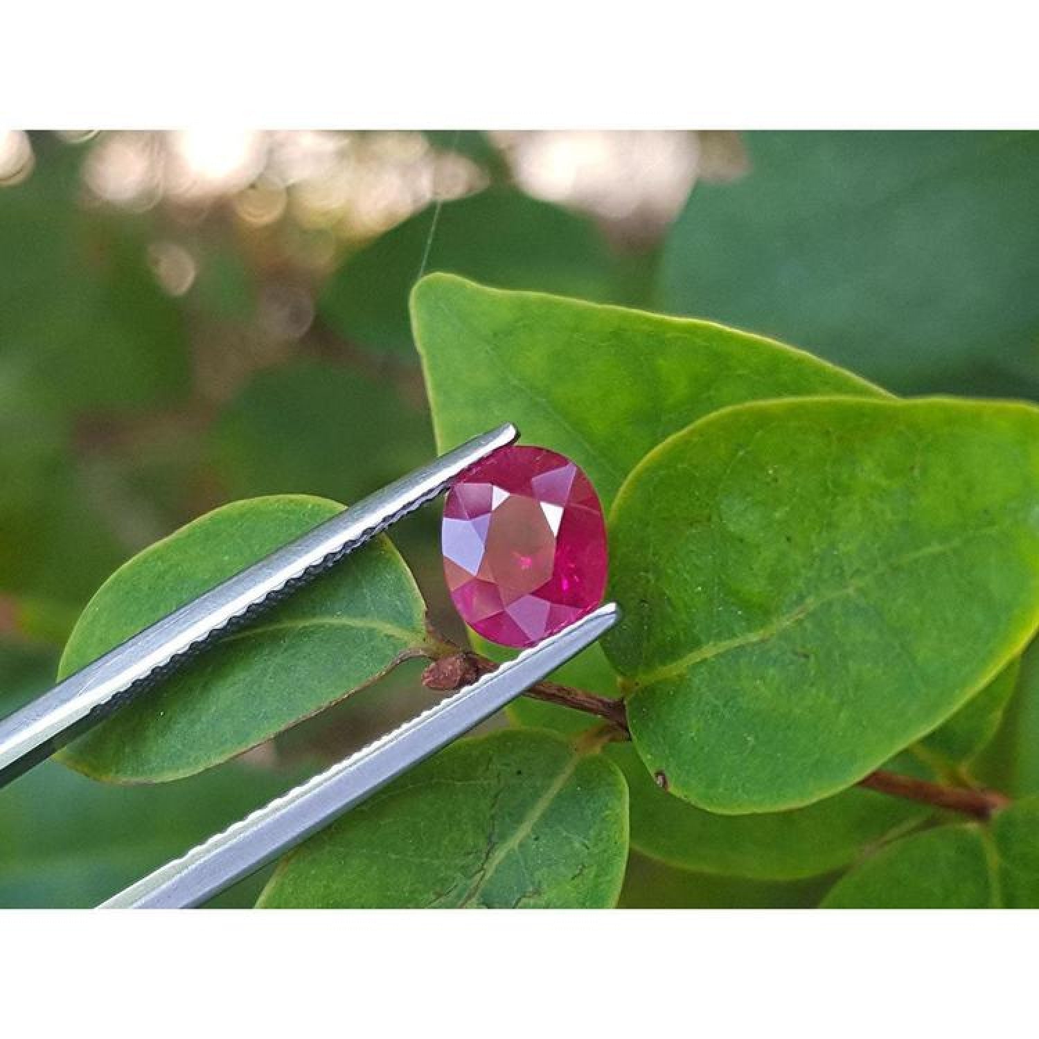 Burmese natural 1.68 ct. oval cut ruby, medium deep red, held by tweezers against green leaves.