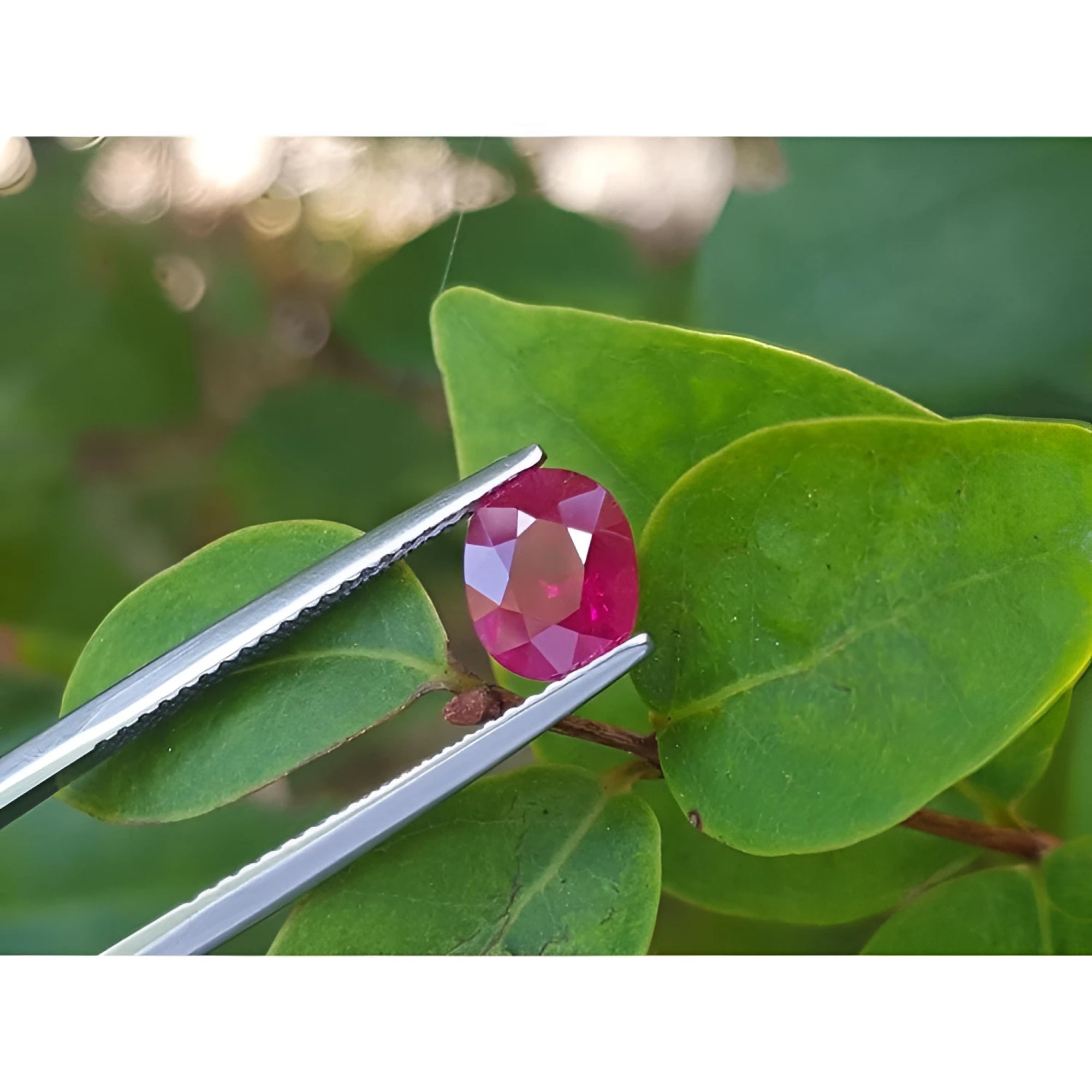 Burmese natural 1.68 ct. oval cut ruby, medium deep red, held by tweezers against green leaves.