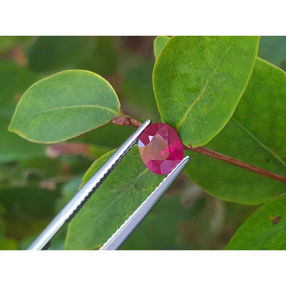 Oval-shaped natural ruby gemstone held by tweezers against a green leafy twig background