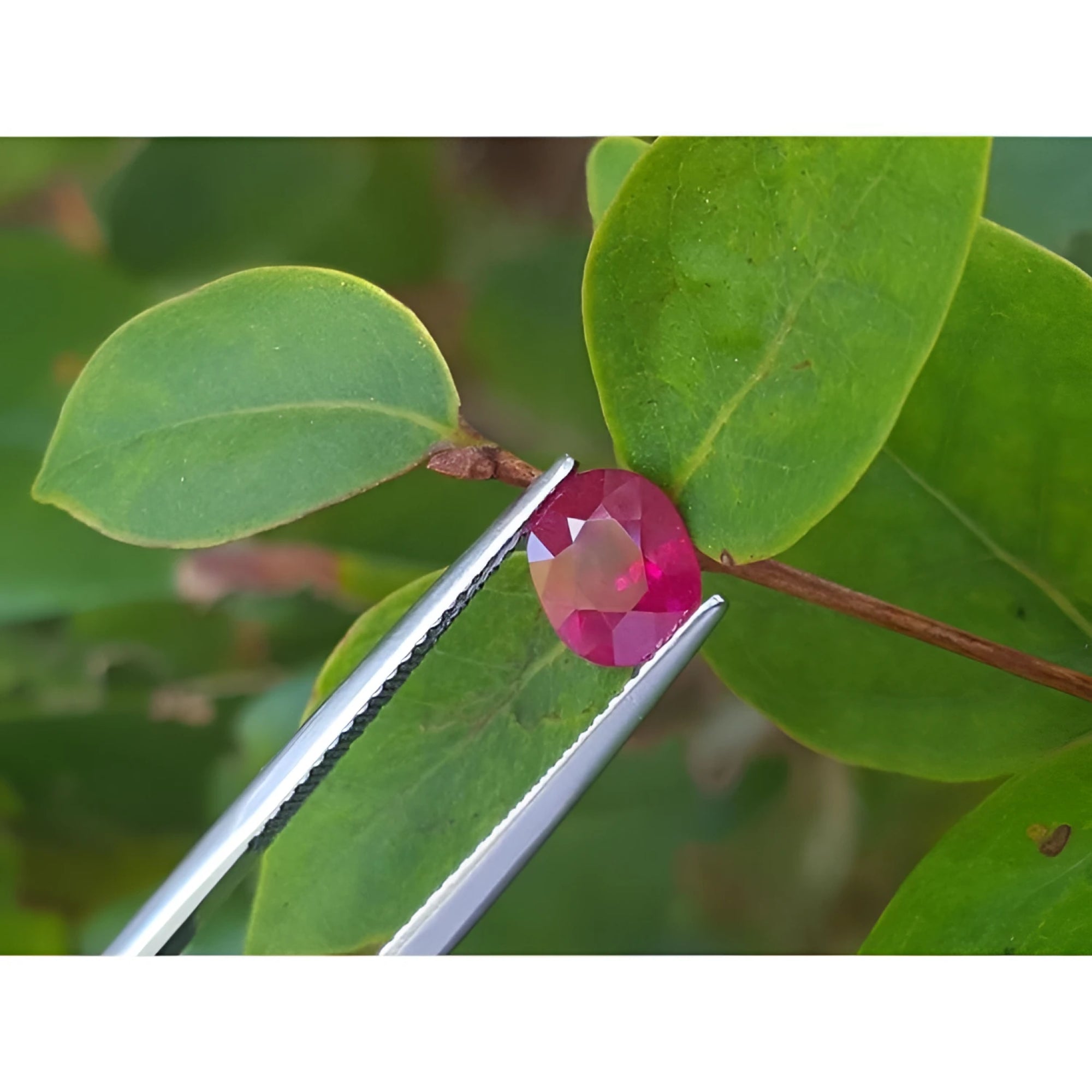 1.68 ct. oval-cut Burmese natural ruby, medium deep red, held by tweezers against green leaves.