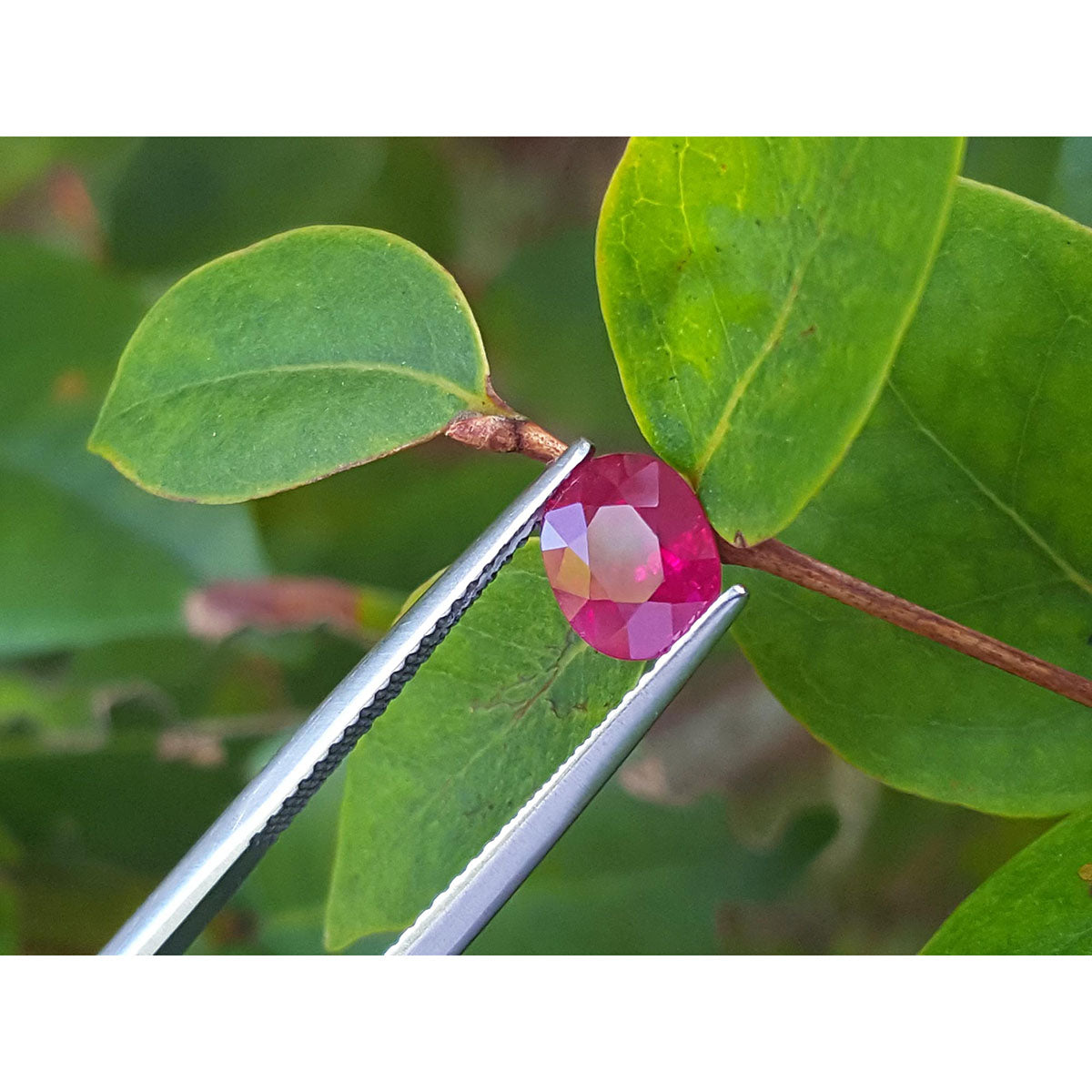 Ruby gemstone held by tweezers against a green leafy twig background