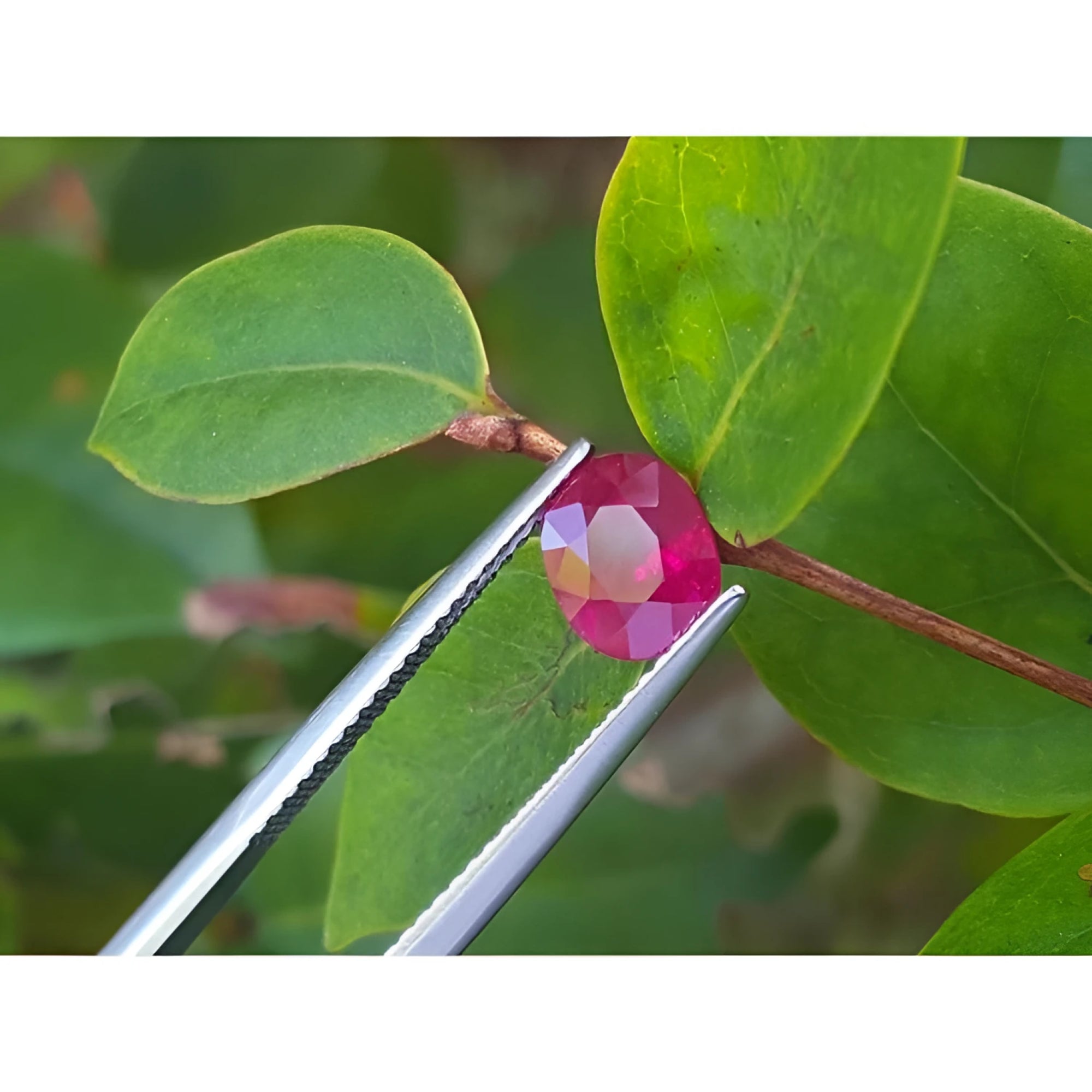 Burmese natural 1.68 ct. oval-cut ruby with a medium deep red hue, held by tweezers against green leaves.