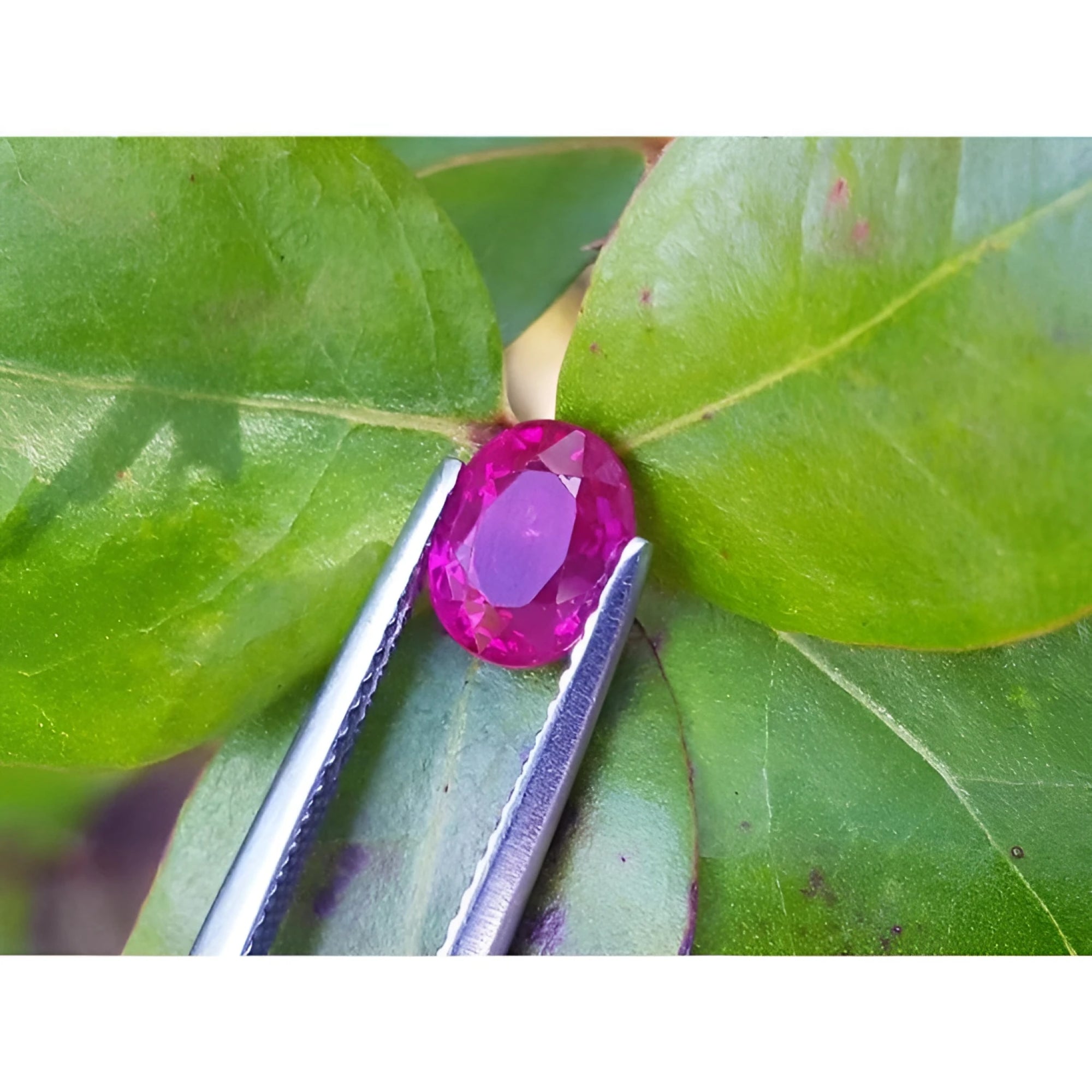 Vivid red 1.31 ct. oval-cut natural Burma ruby gemstone held by tweezers against green leaves.