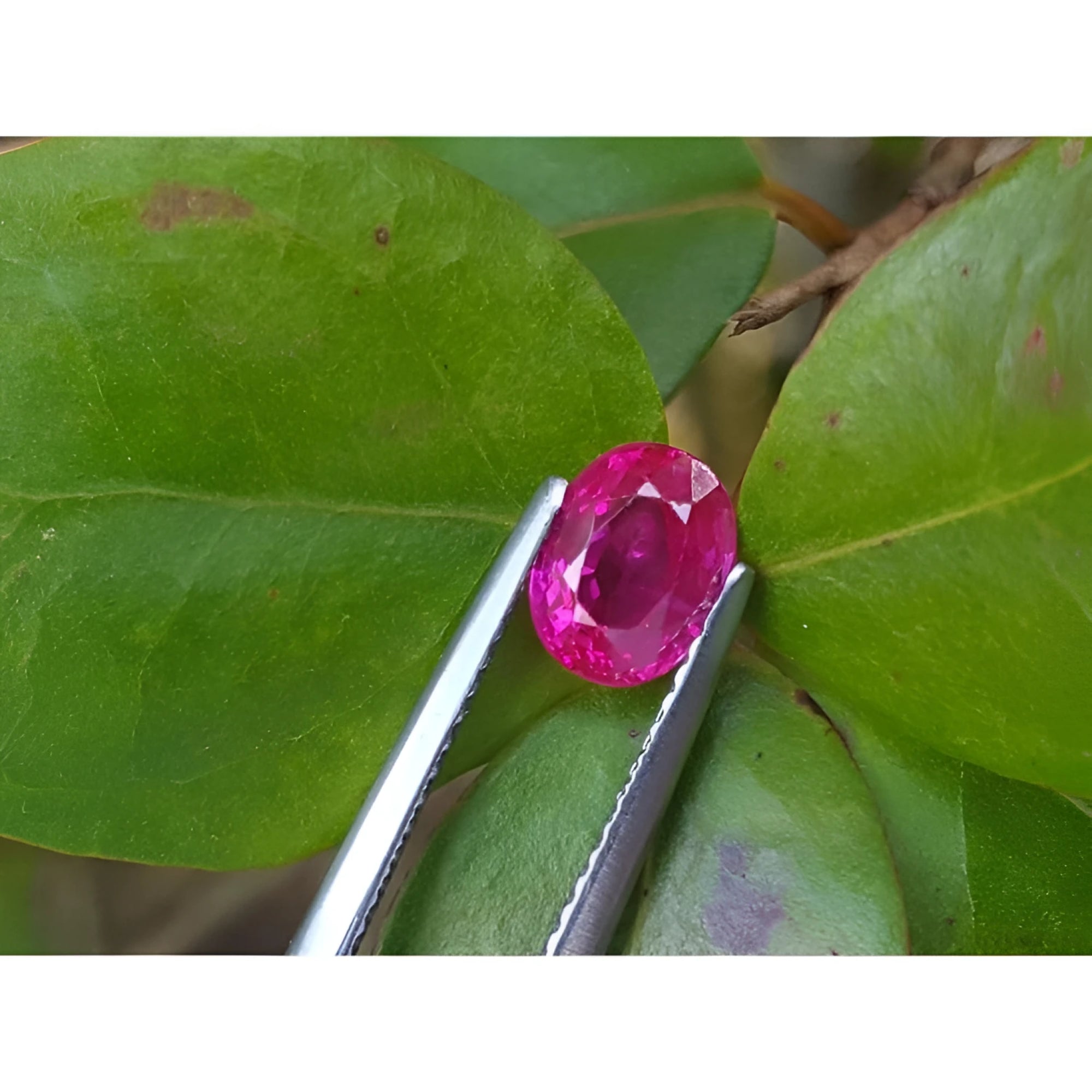 1.31 ct. oval-cut natural Burma ruby gemstone, vivid red, held by tweezers against green leaves.