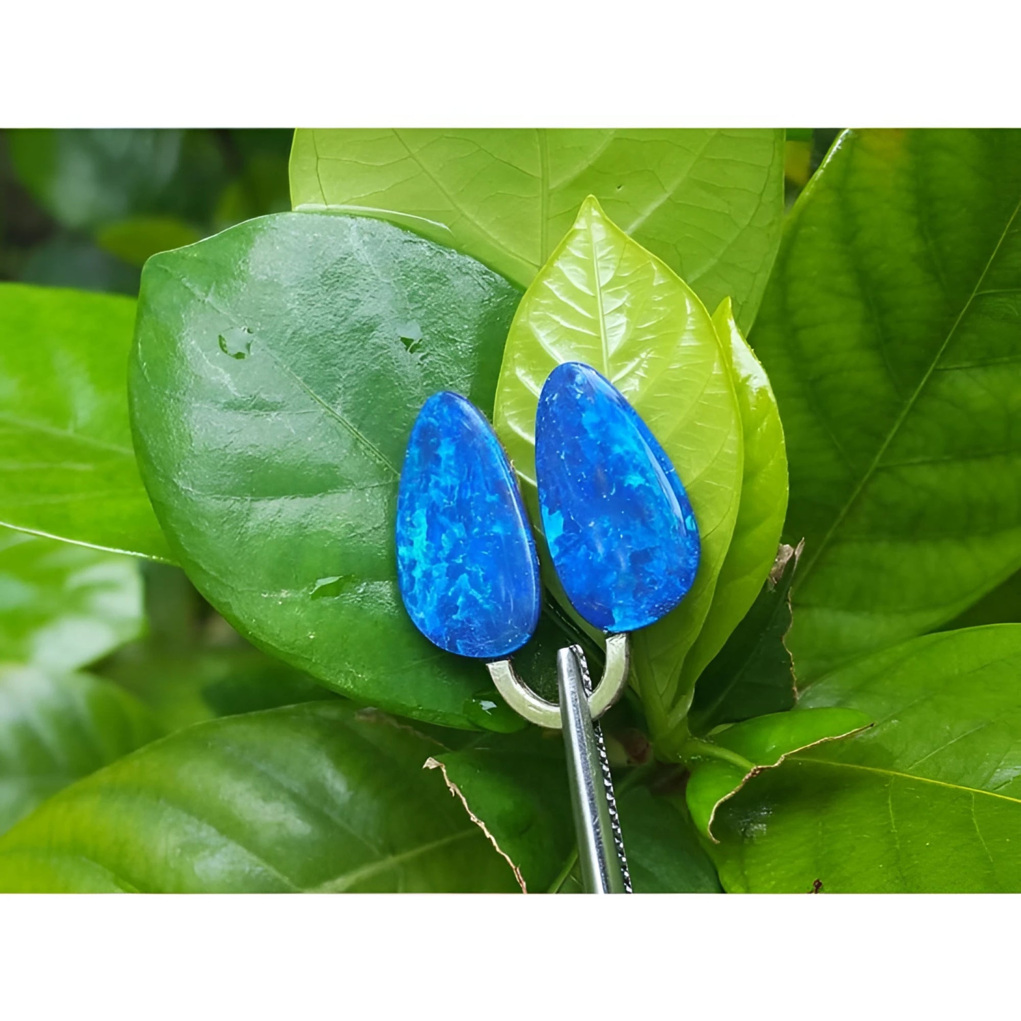 Matching pair of pear-shaped Australian opal doublets with deep blue-green flash, held by tweezers on green leaves.