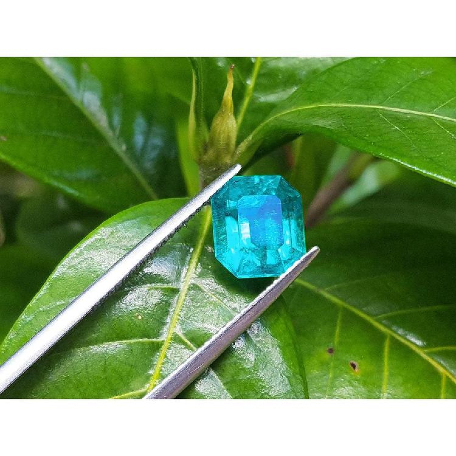 3.17 ct GIA certified natural loose Colombian emerald, medium-deep green, held by tweezers against green leaves.