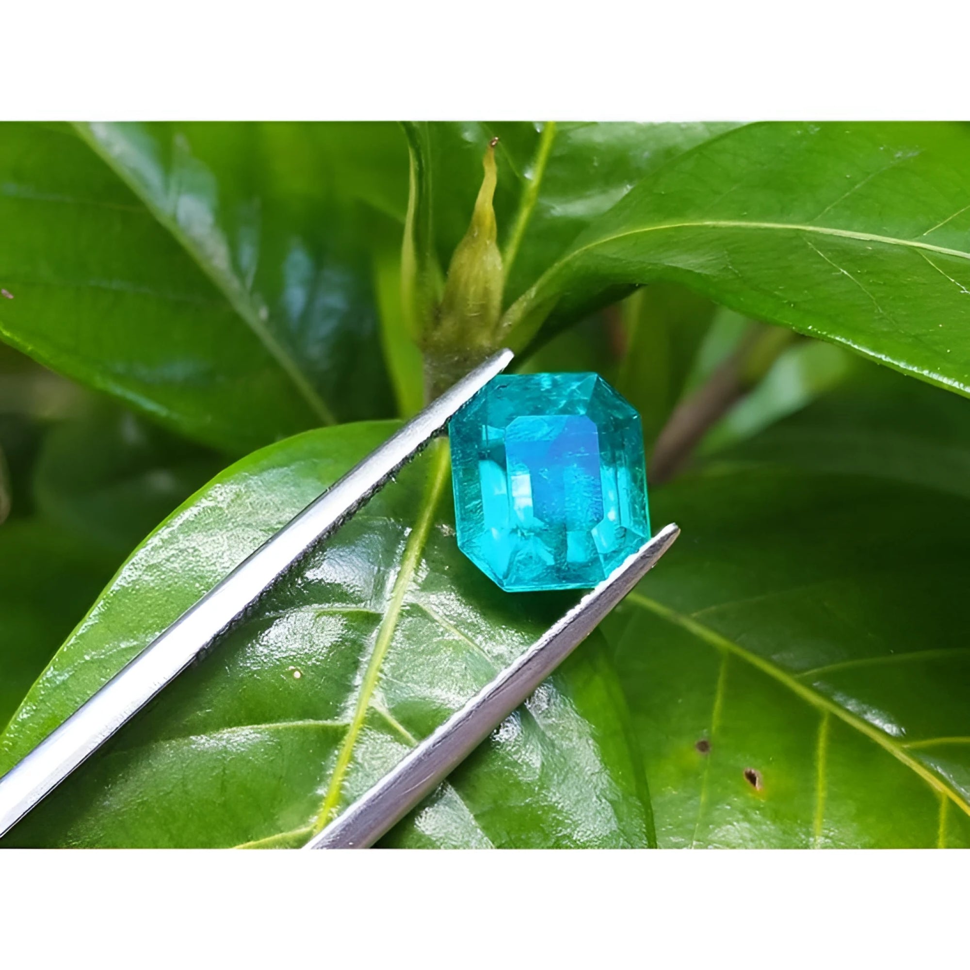 3.17 ct GIA certified natural loose Colombian emerald, medium-deep green, held by tweezers against green leaves.