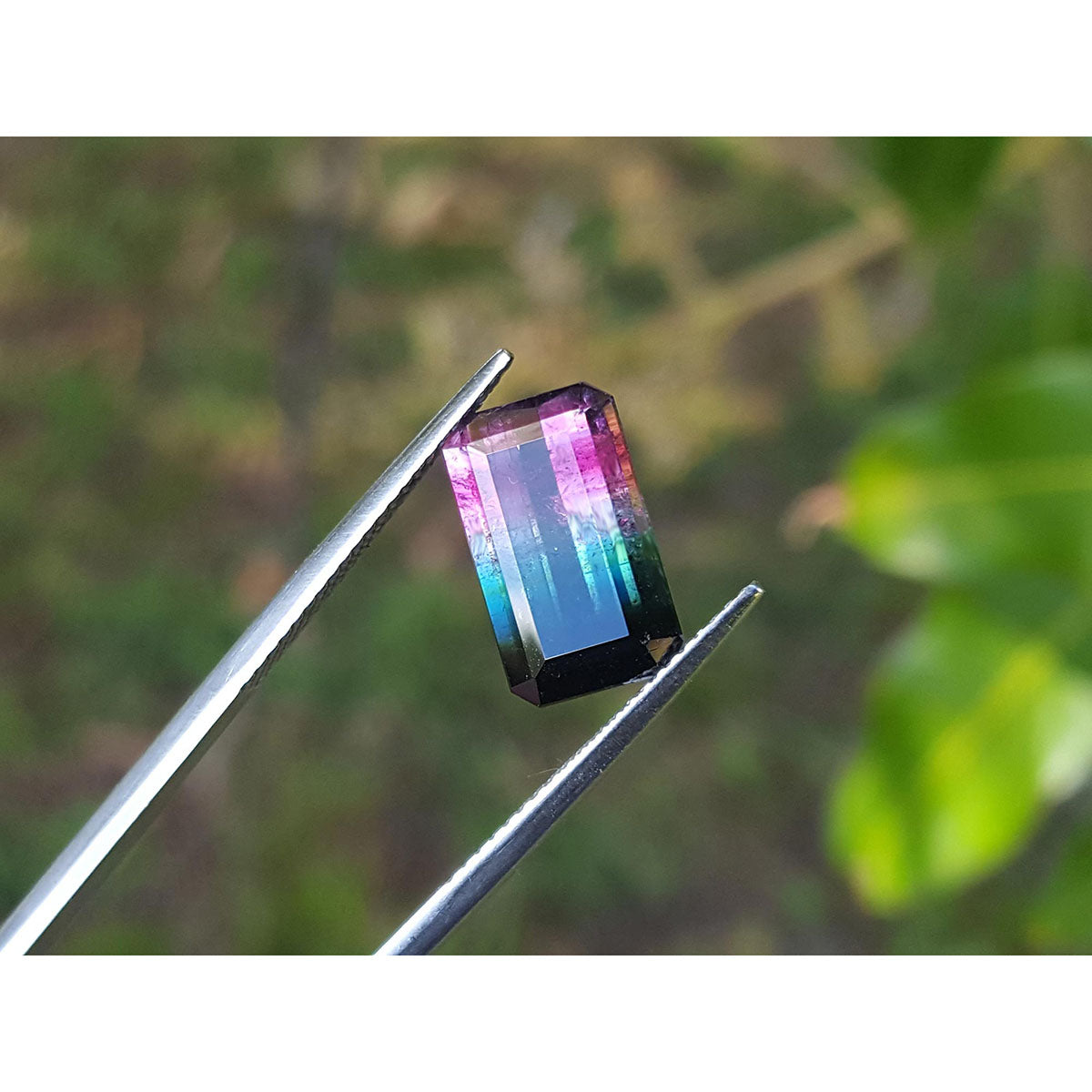 A brazilian watermelon tourmaline held between tweezers with a natural background.
