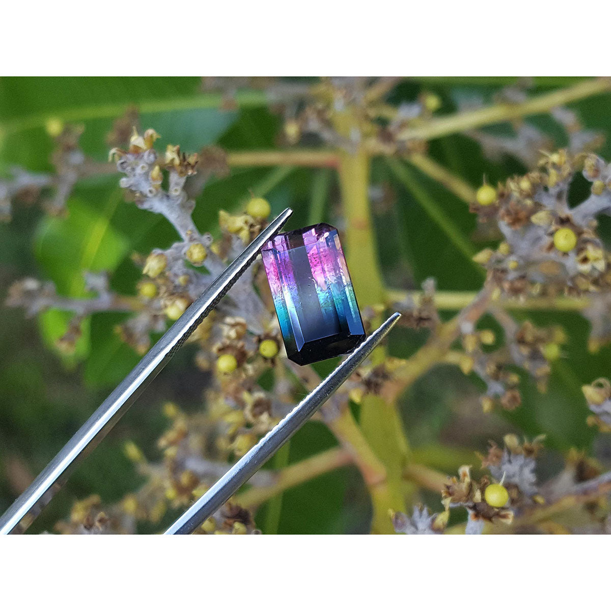A watermelon tourmaline held by tweezers with a natural background of green leaves and yellow flowers.