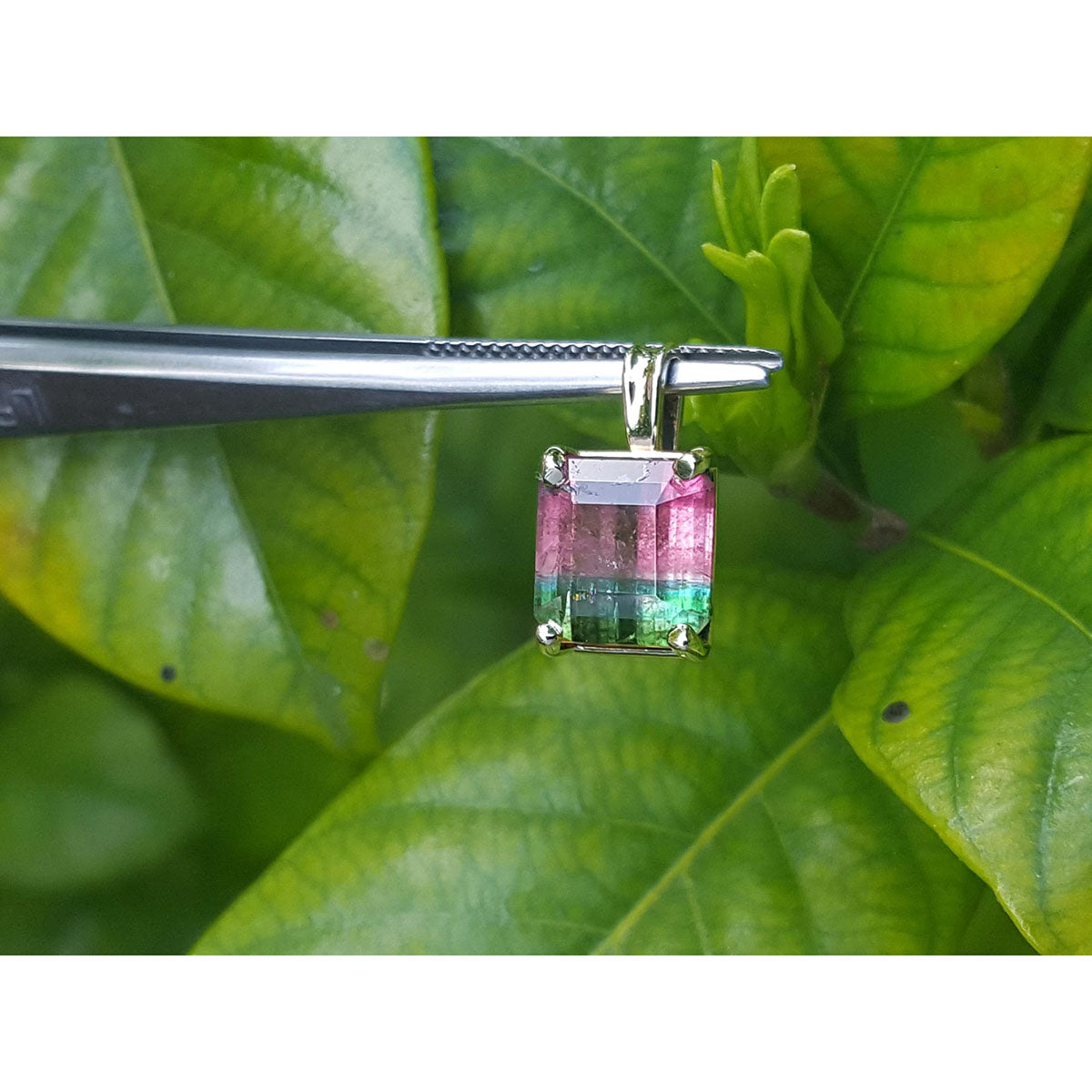 Multicolored tourmaline gemstone pendant held by tweezers against a green leaf background.