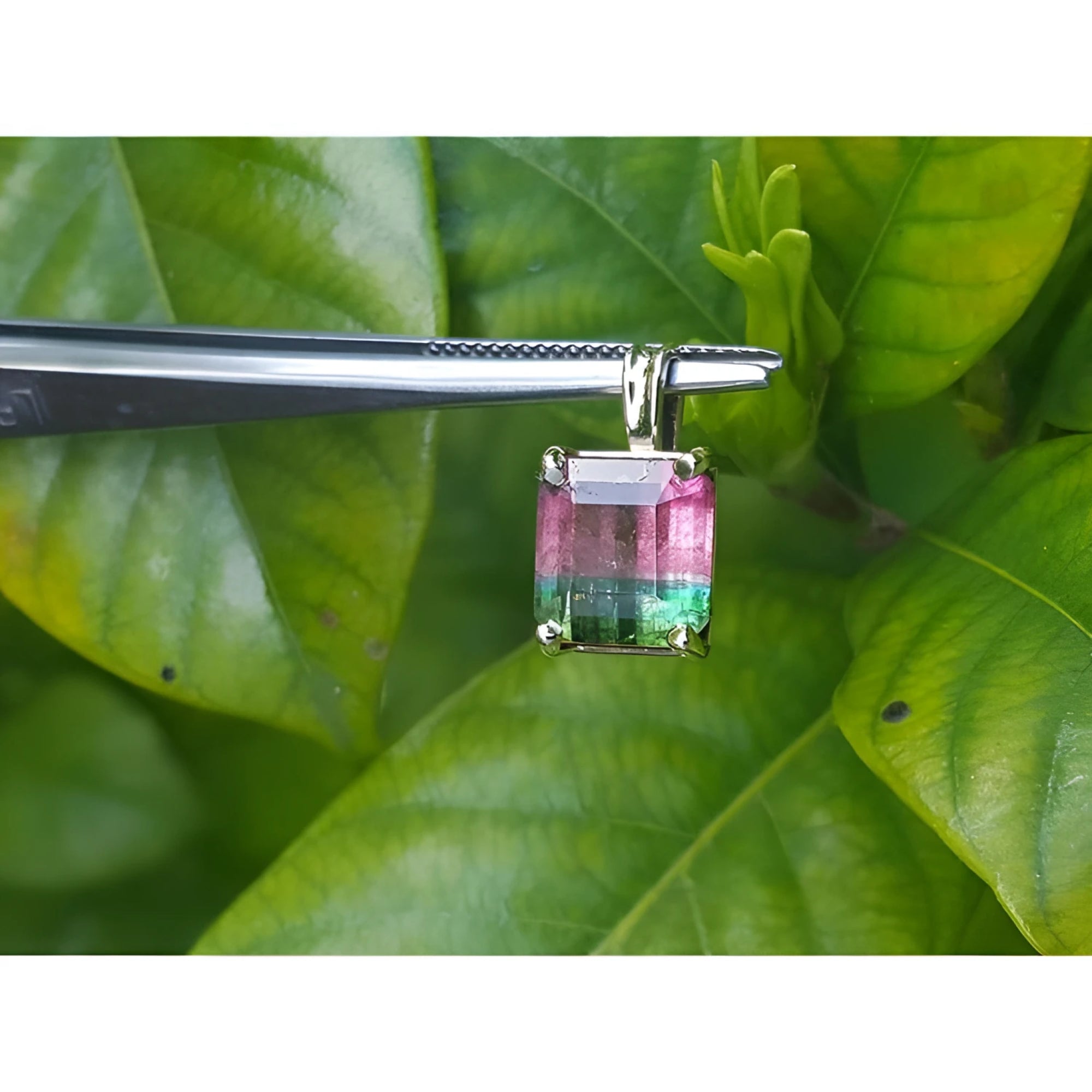 Brazilian bicolor tourmaline watermelon solitaire pendant in 14K yellow gold, held by tweezers.