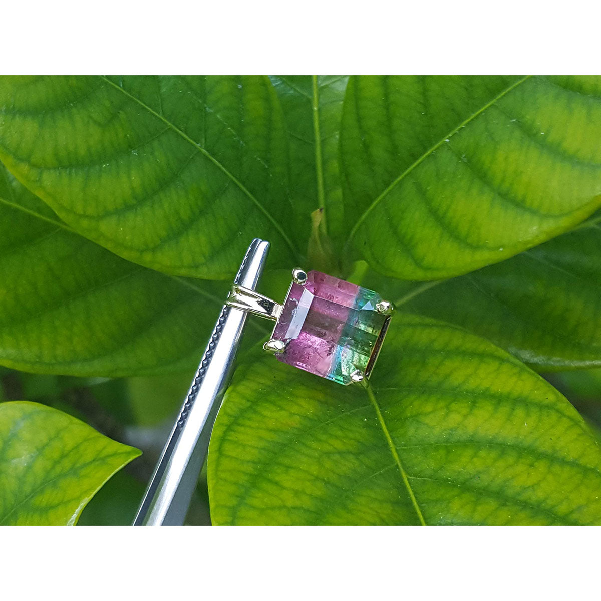 Multicolored tourmaline gemstone solitaire pendant held by tweezers on a green leaf background.